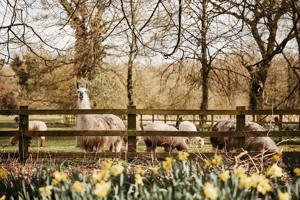 The Goat Shed 20 - Gallery