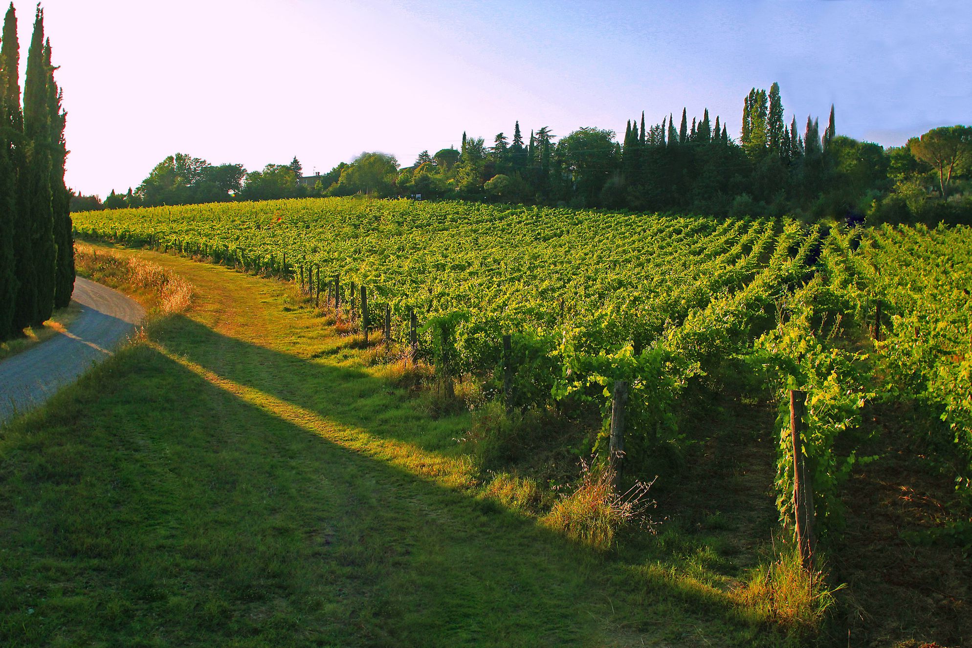 La Striscia - Gallery