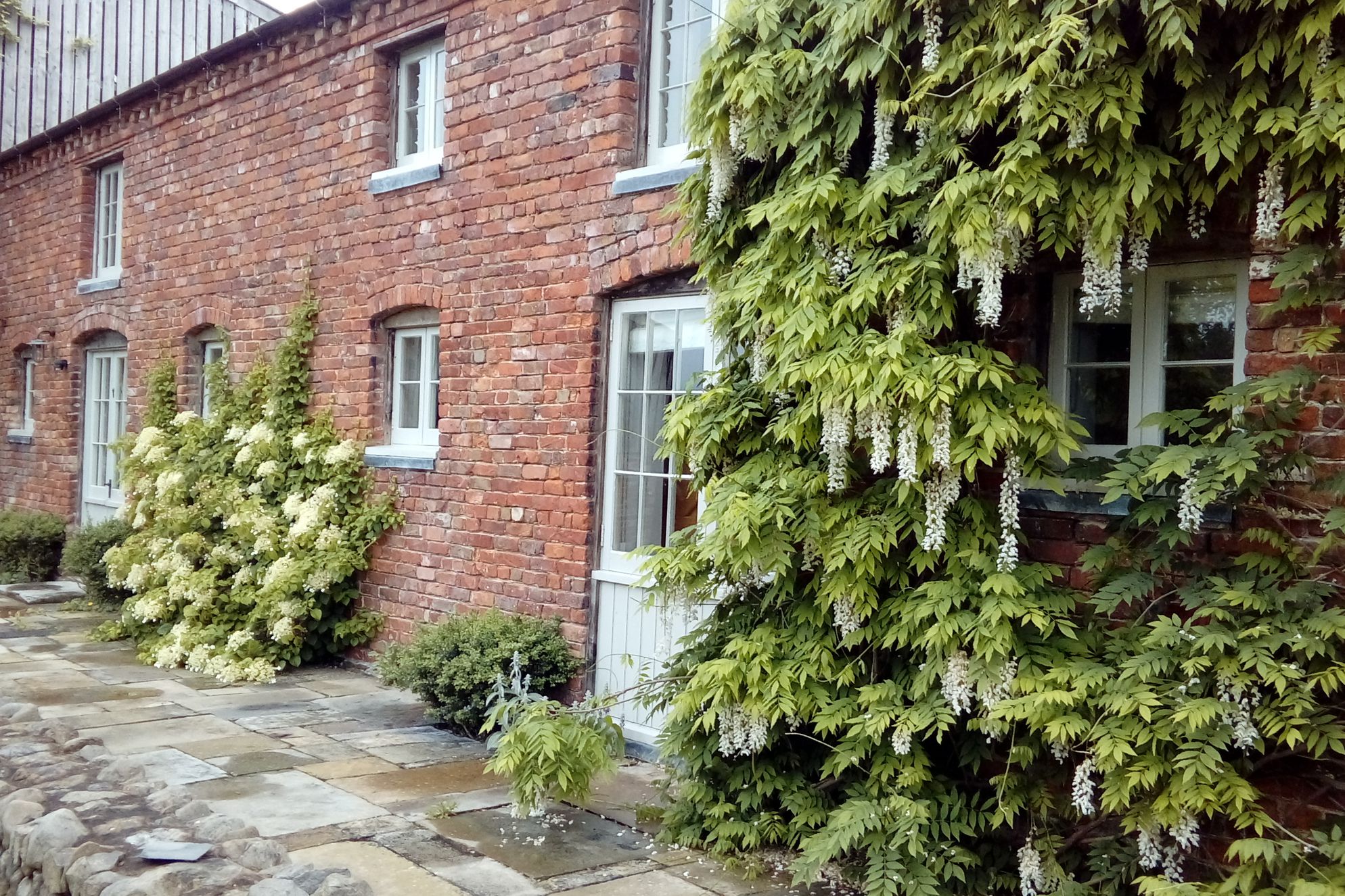 Walls draped in white wisteria, The Stables at Collfryn Farm in Powys, Wales