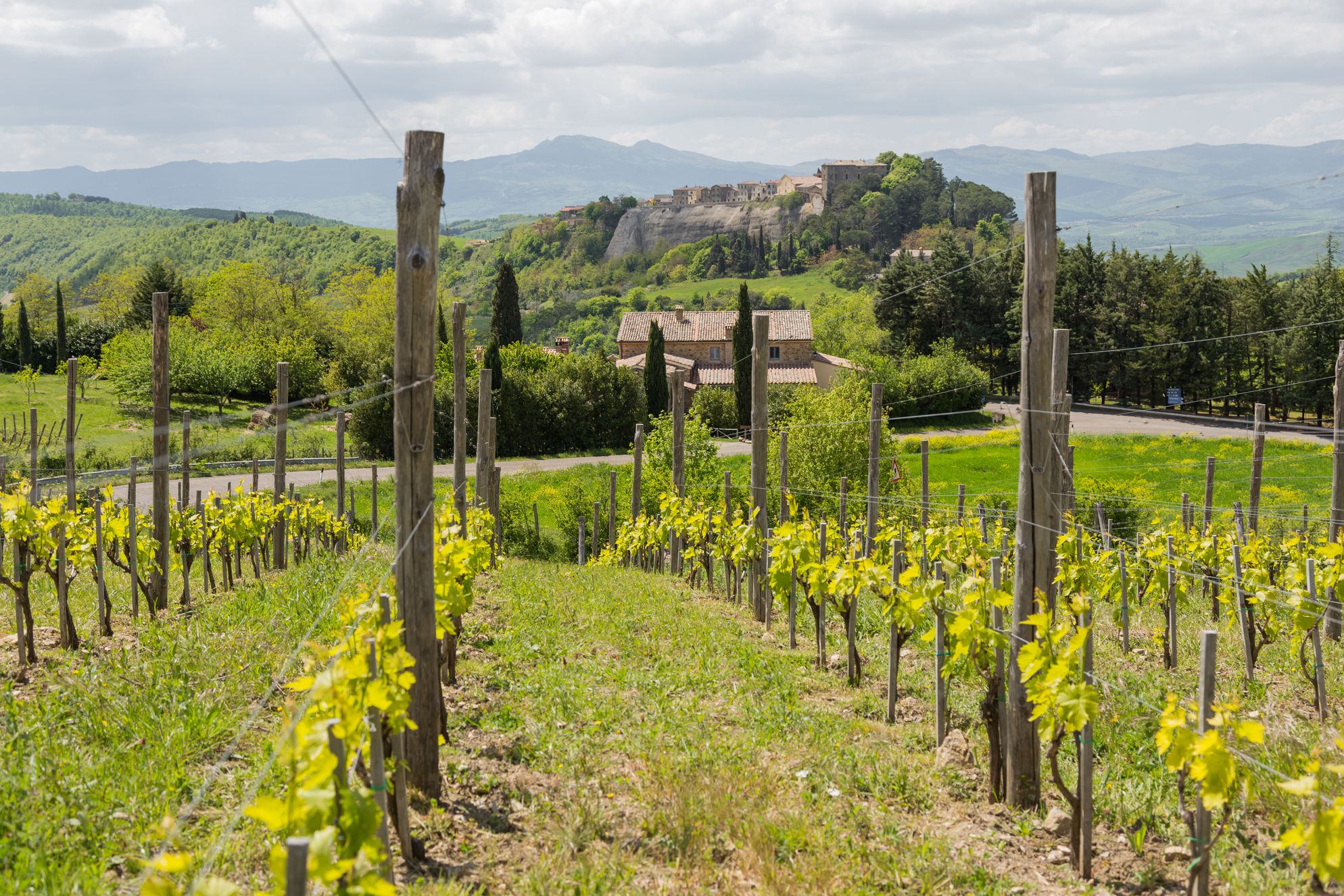 Vine yard behind Podere Orto Wine Country House 