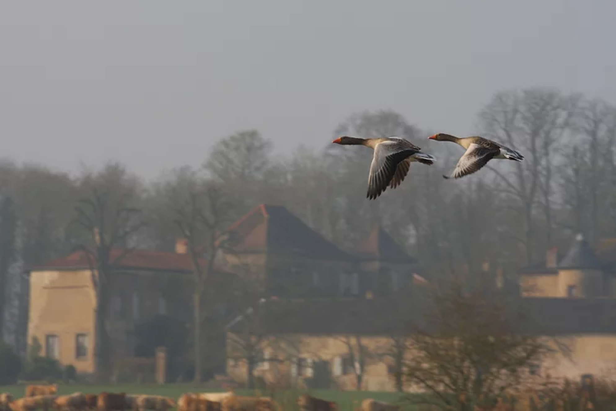 Château d'Alteville - Gallery
