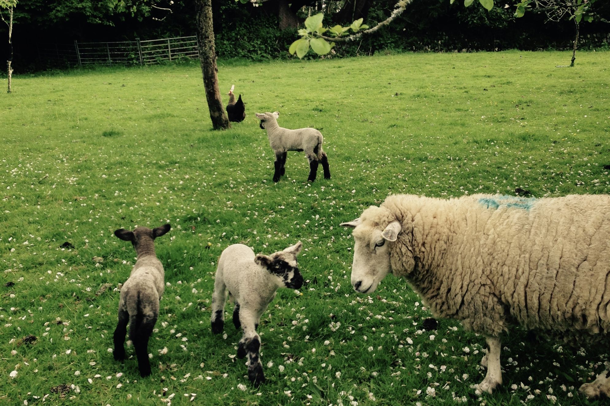 The Old Barn, Lower Tresithick Farm - Gallery