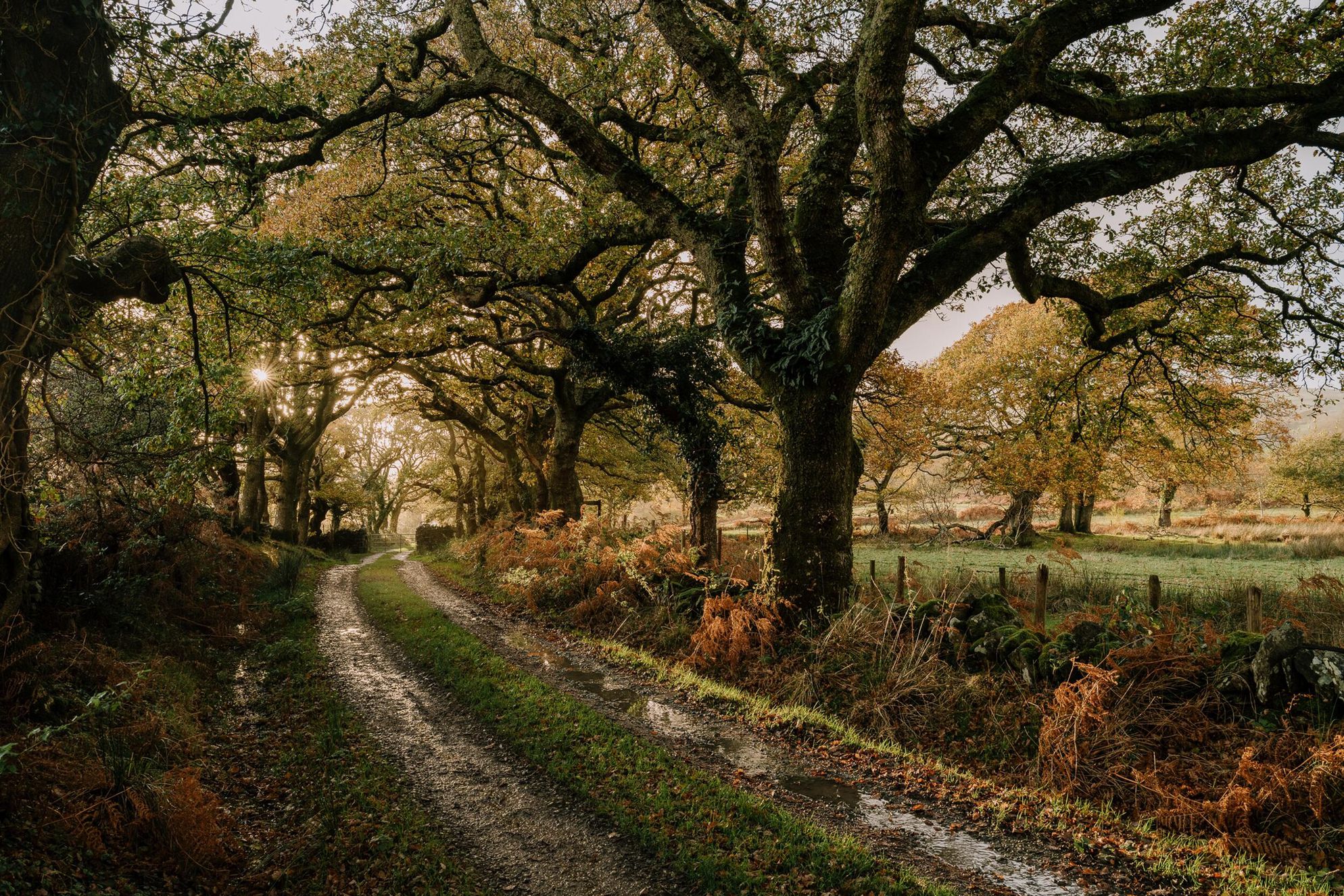 Garth Yr Hebog - Gallery