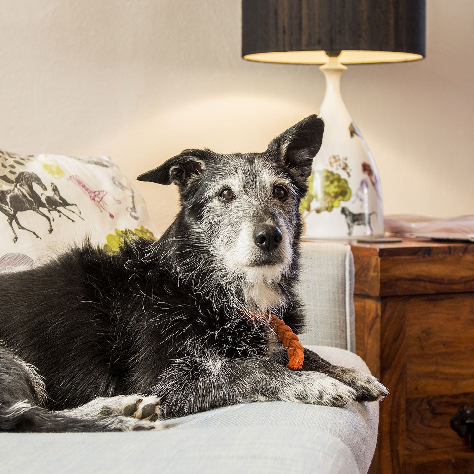 Dog Friendly Holiday Cottages 