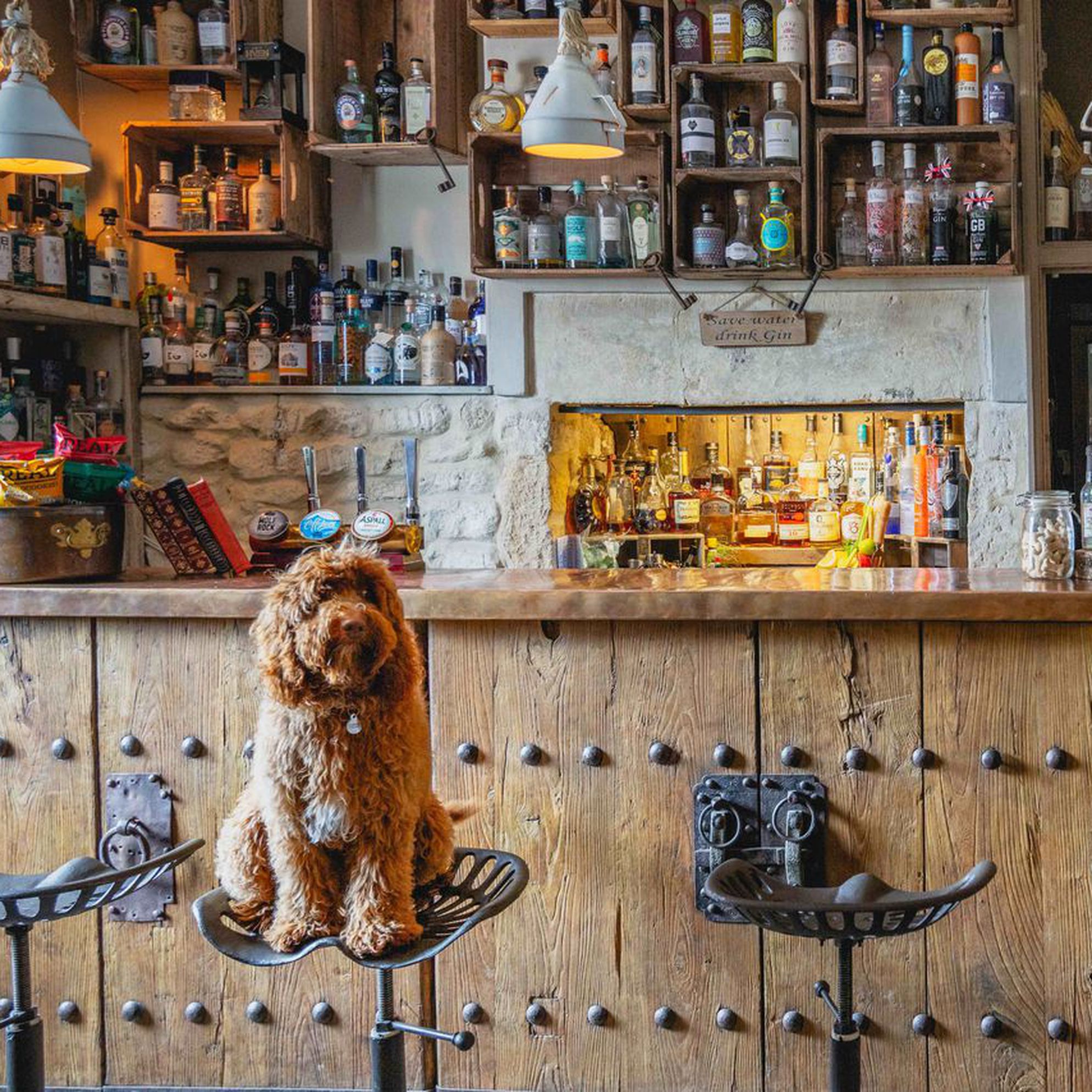 sawdays dog friendly