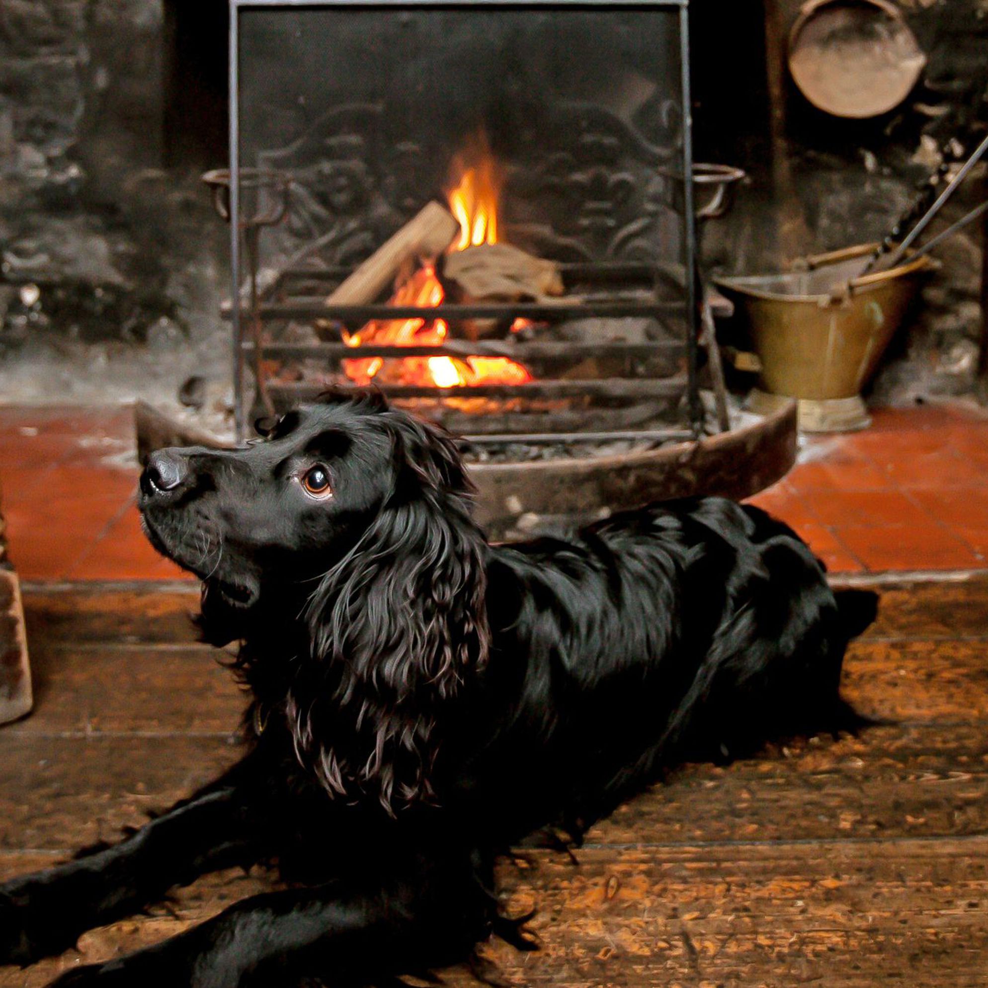 sawdays dog friendly cottages