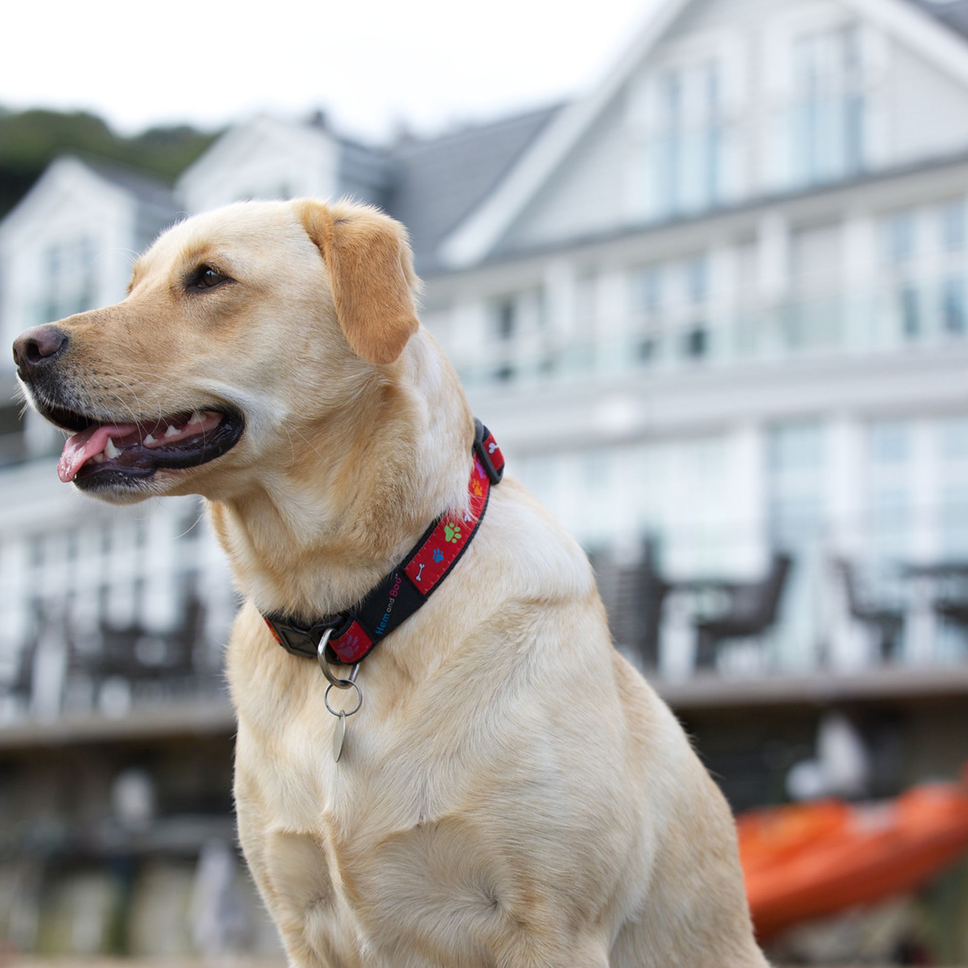 Favourite dog friendly cottages in Devon