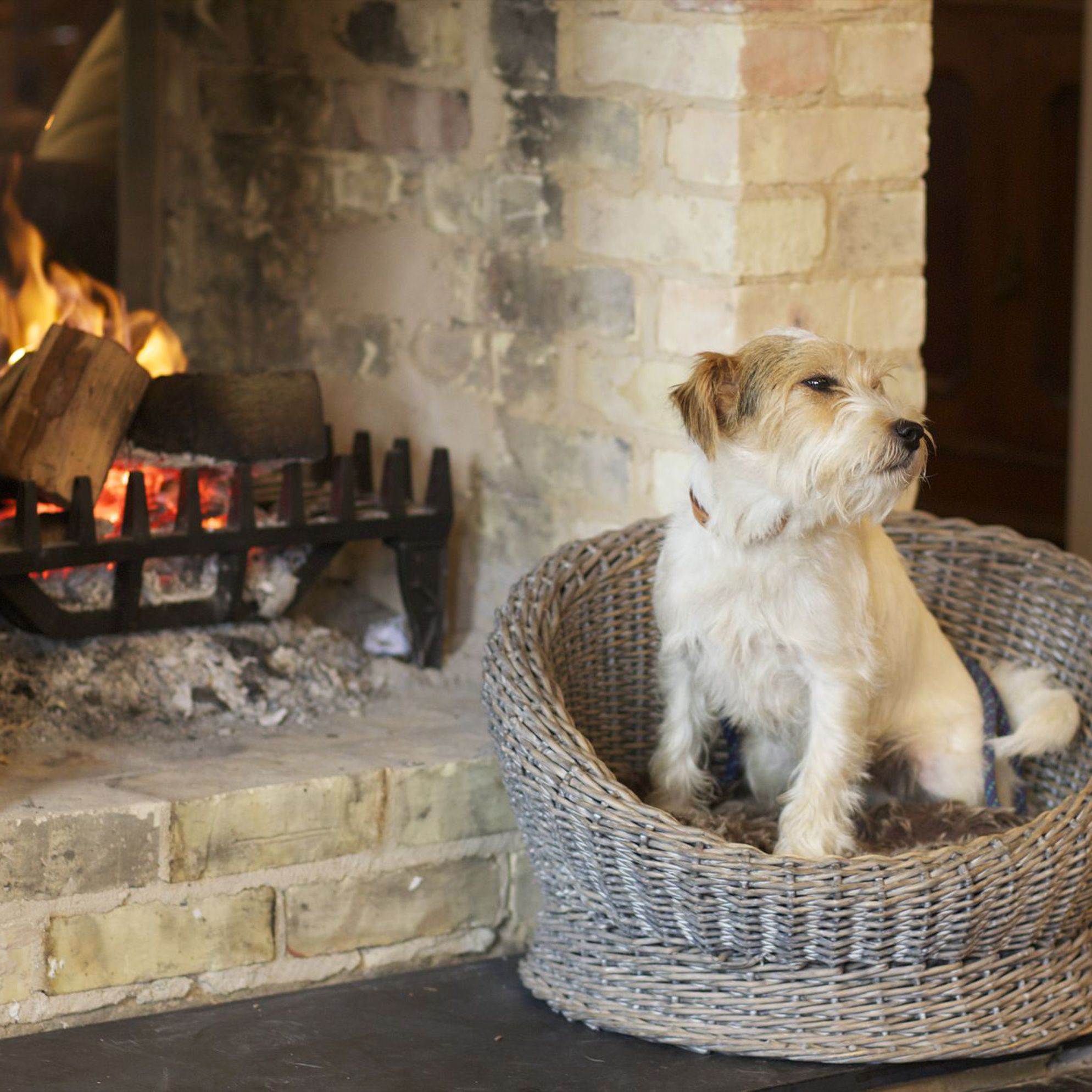 Top 10 dog-friendly cottages in the UK