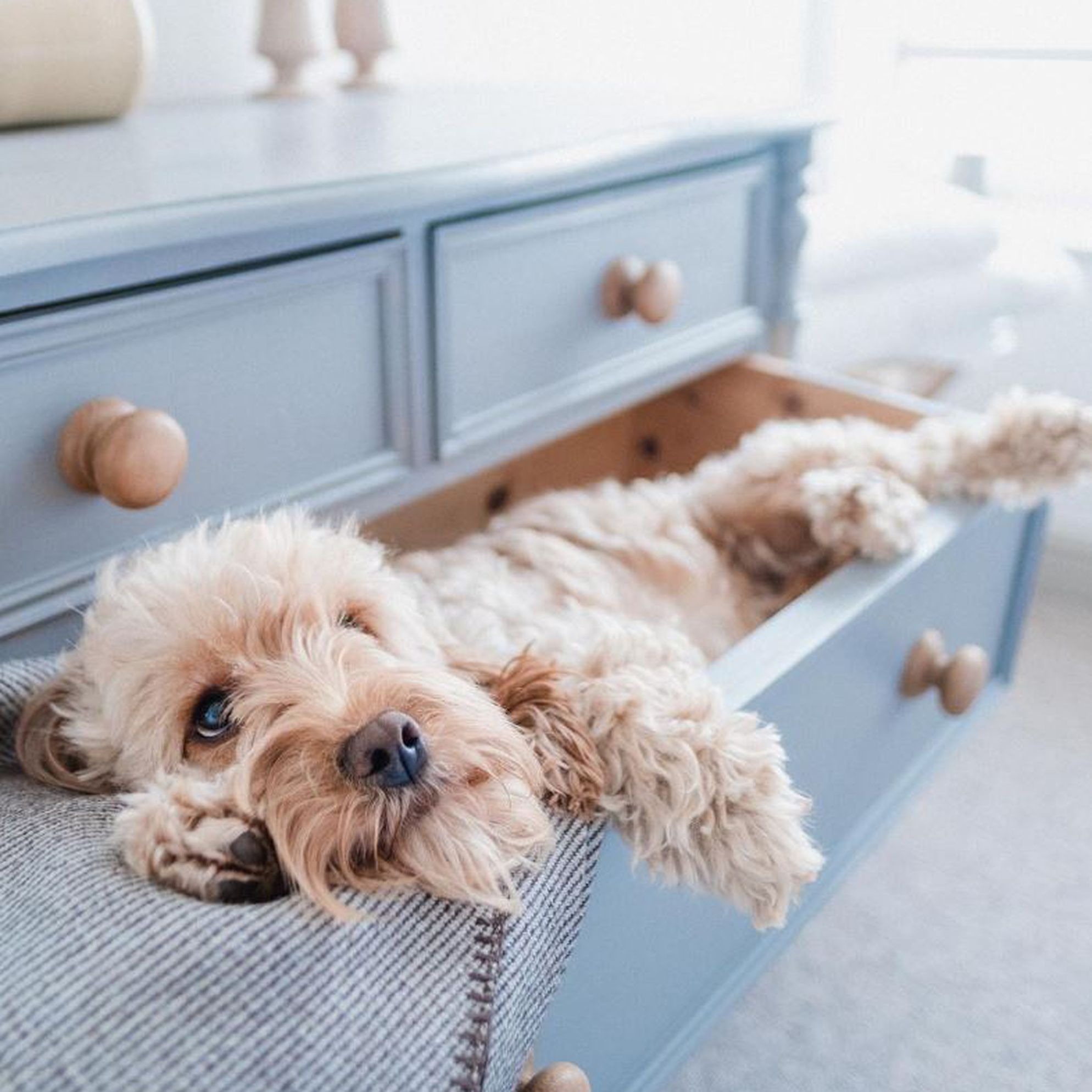 Cockapoo Marley