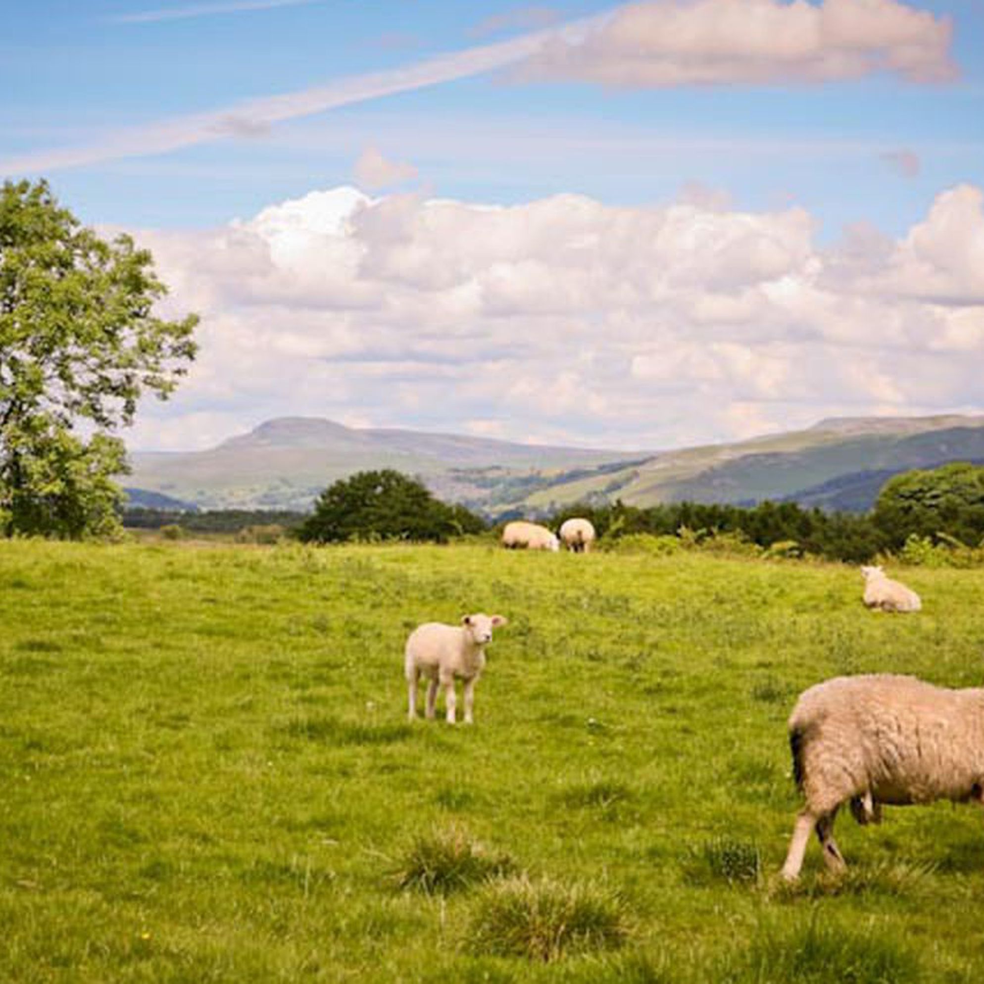 North Yorkshire
