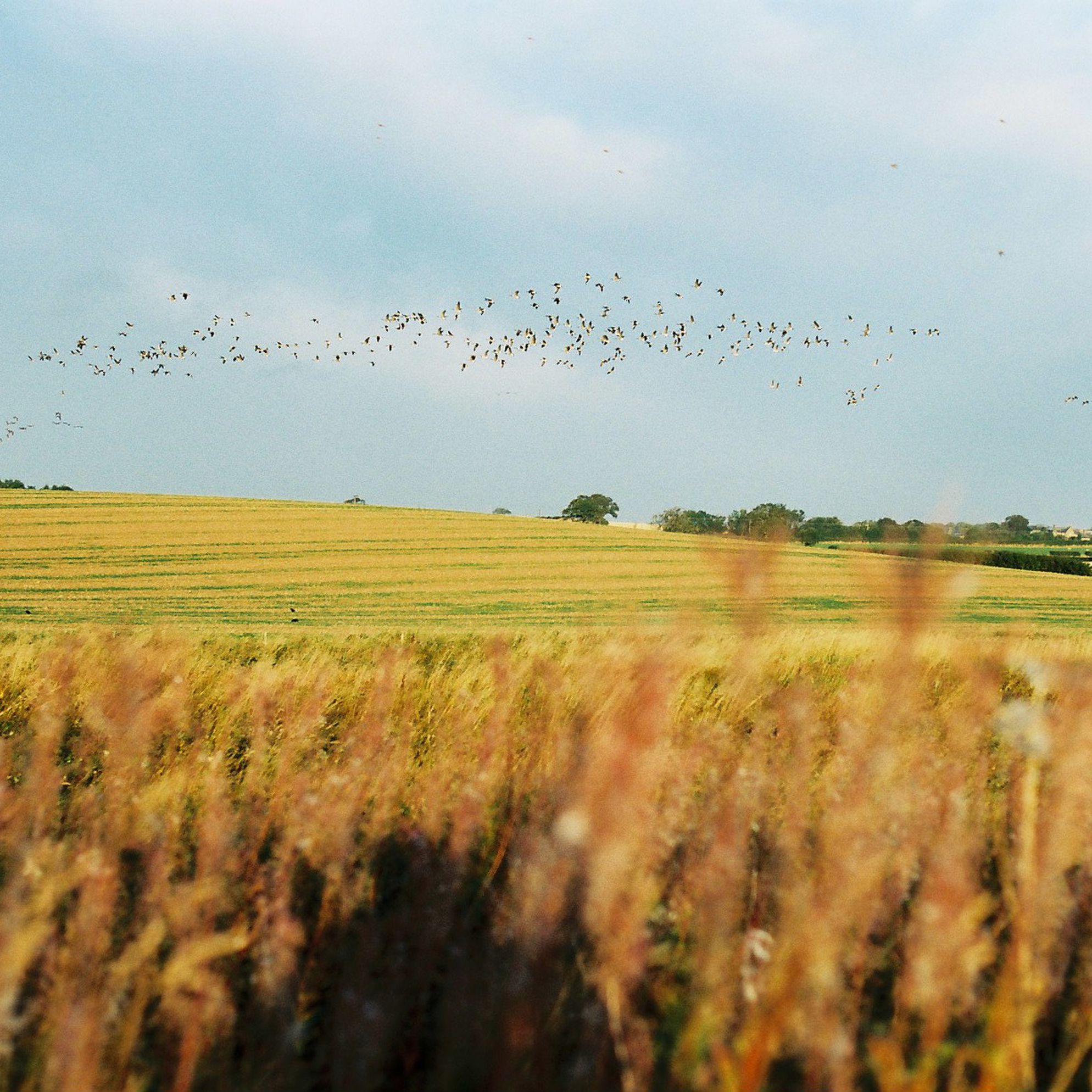 Slow Guide to Northumberland