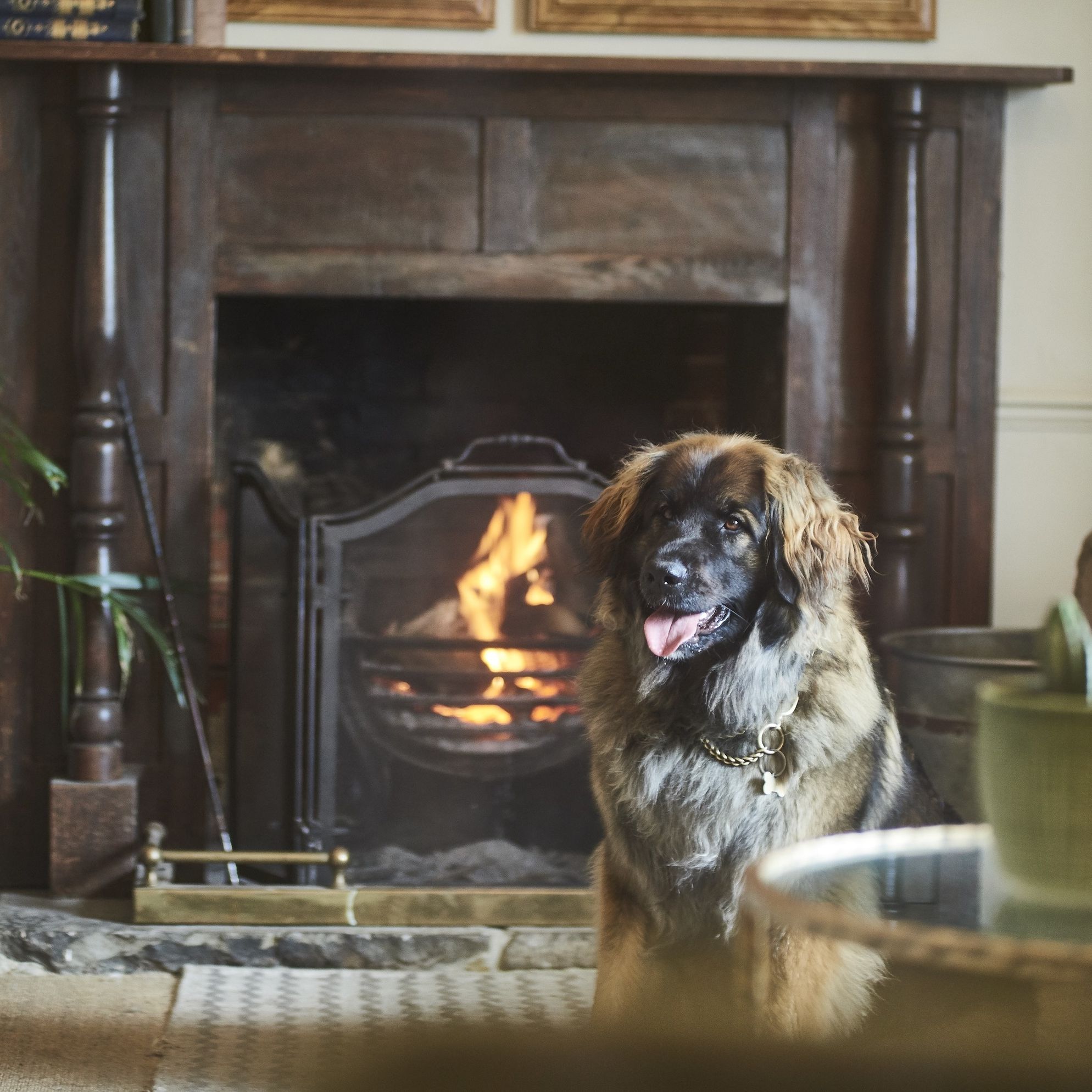 Our favourite dog-friendly cottages in the Lake District