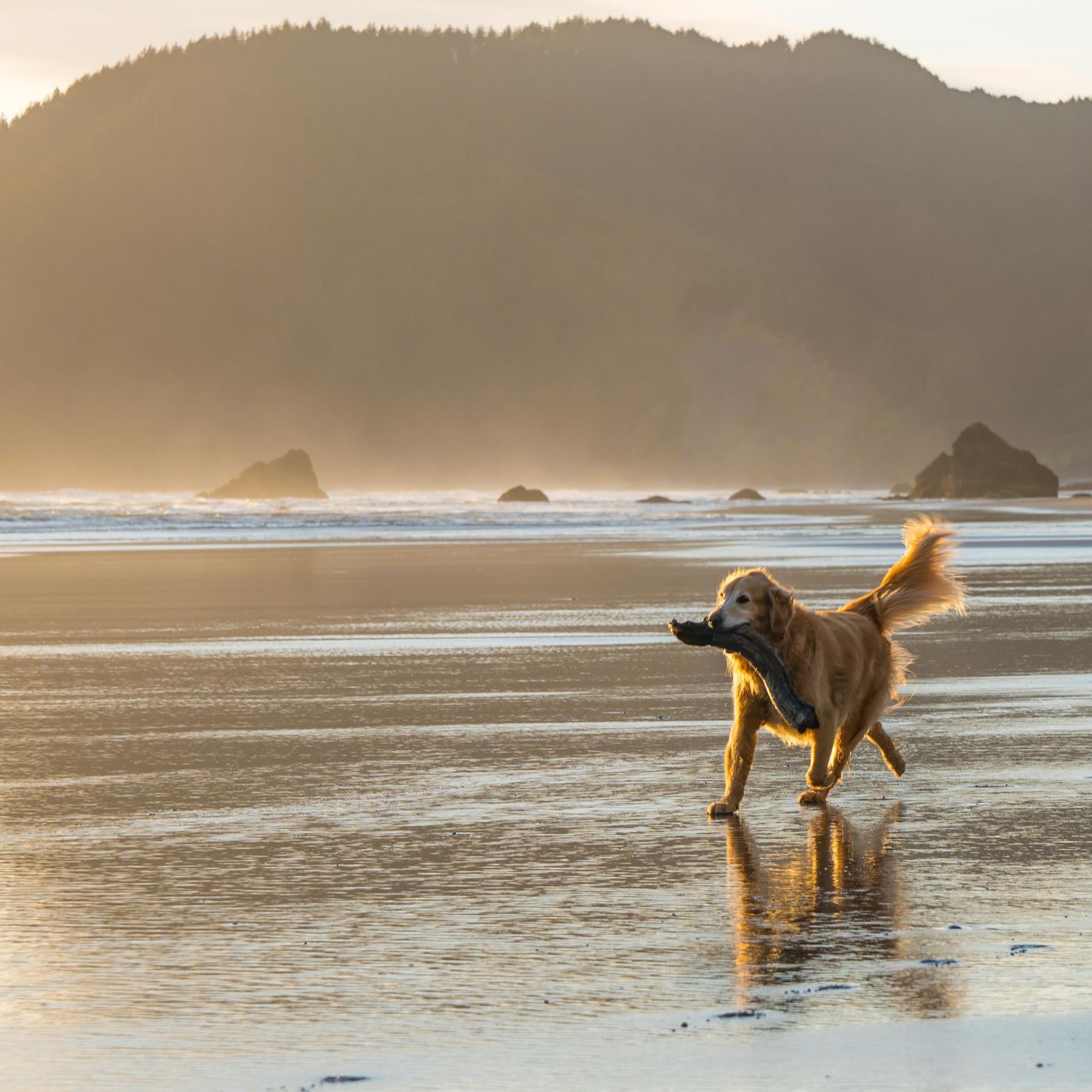 Best dog-friendly cottages by the beach