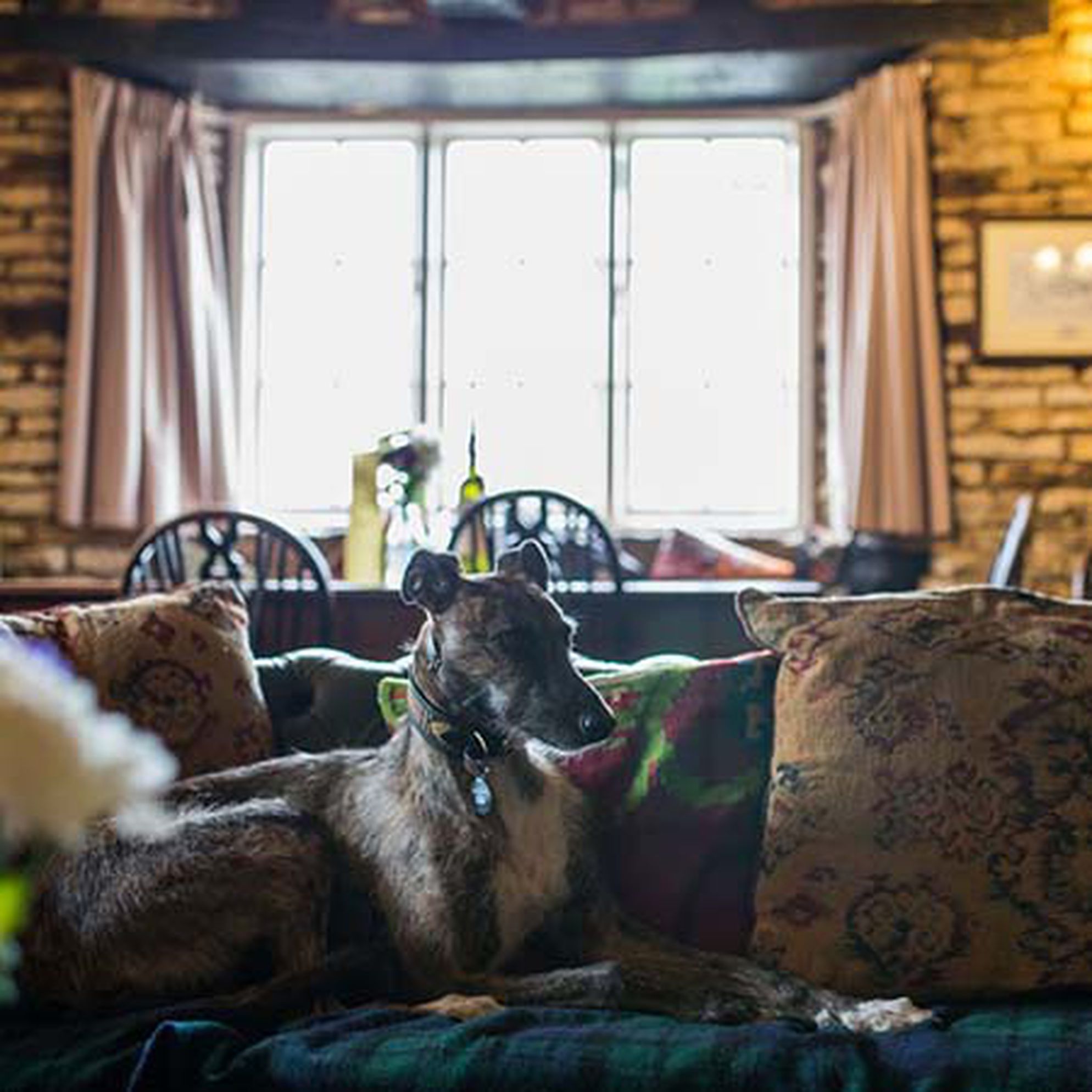 Our best dog-friendly pubs <br> in the UK