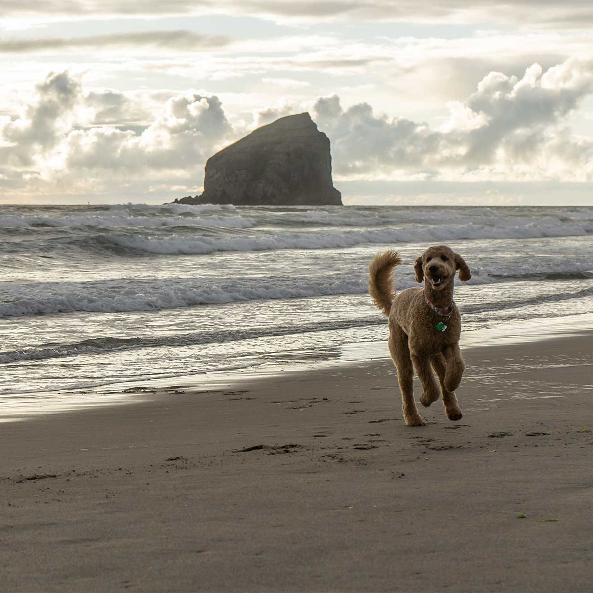 5 reasons to visit Pembrokeshire with your dog