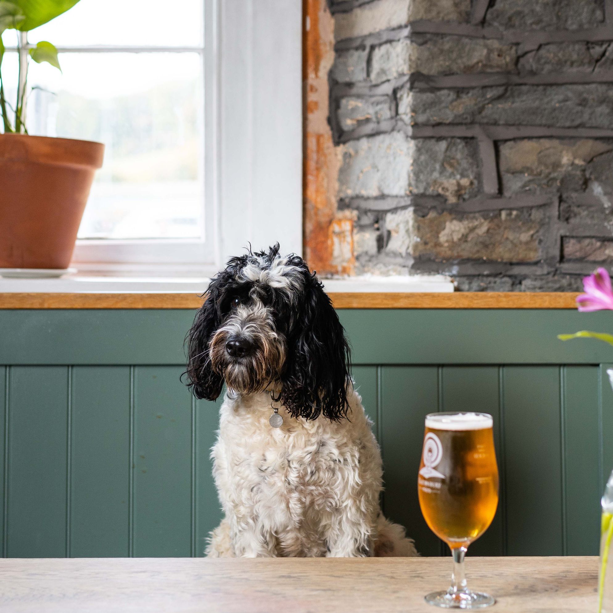 Best dog-friendly pubs in the Cotswolds