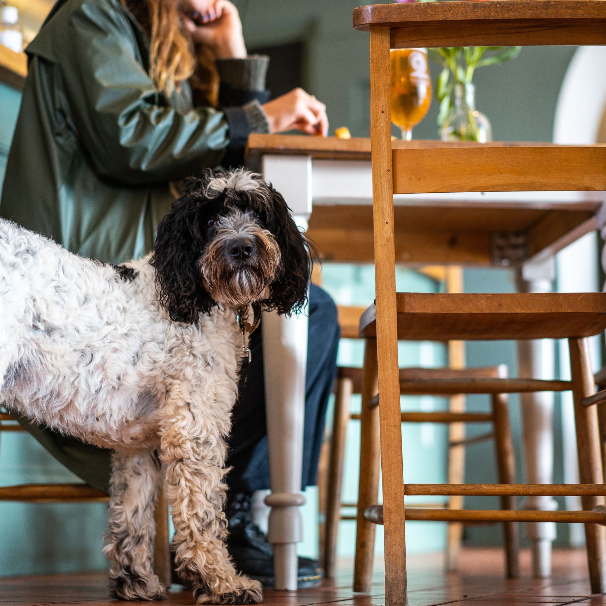 Our five best dog friendly pubs Cornwall