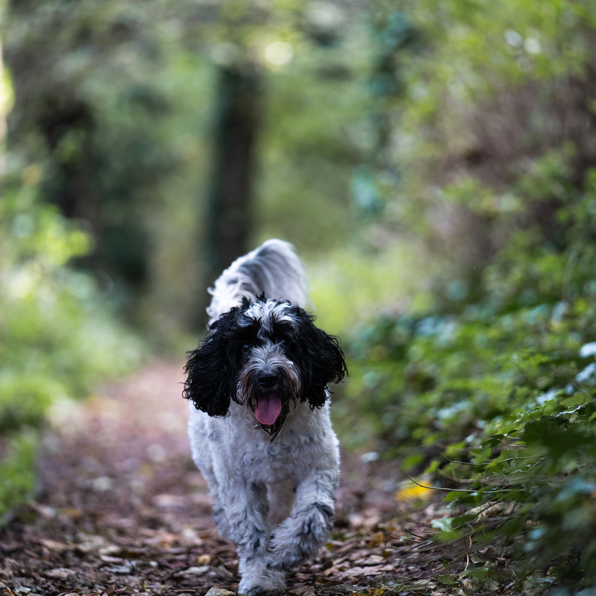 Dog-friendly walks in the South West