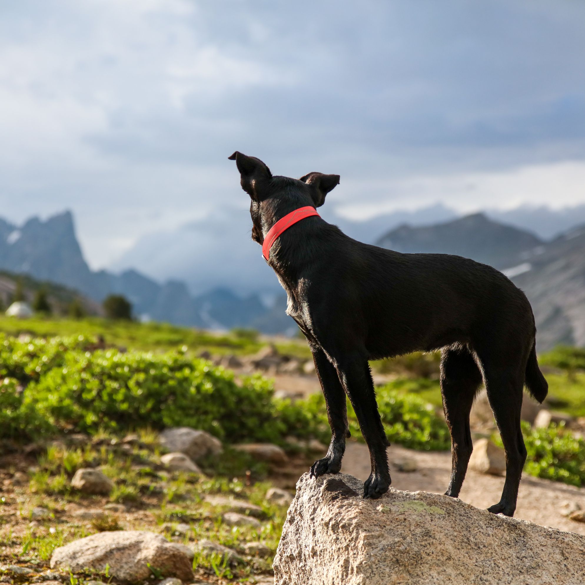 Our favourite lake and mountain destinations for dogs