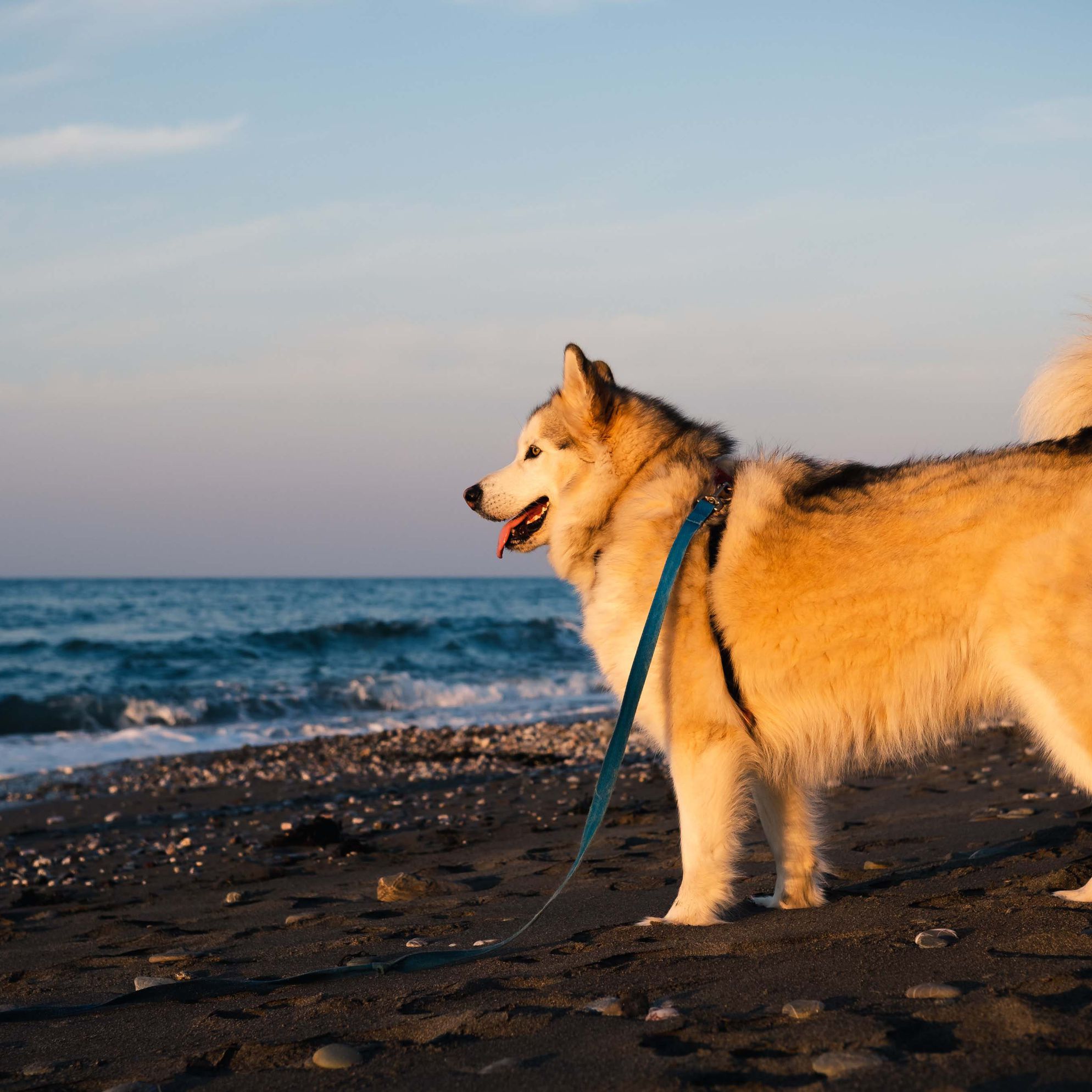 Best dog-friendly beaches in Devon