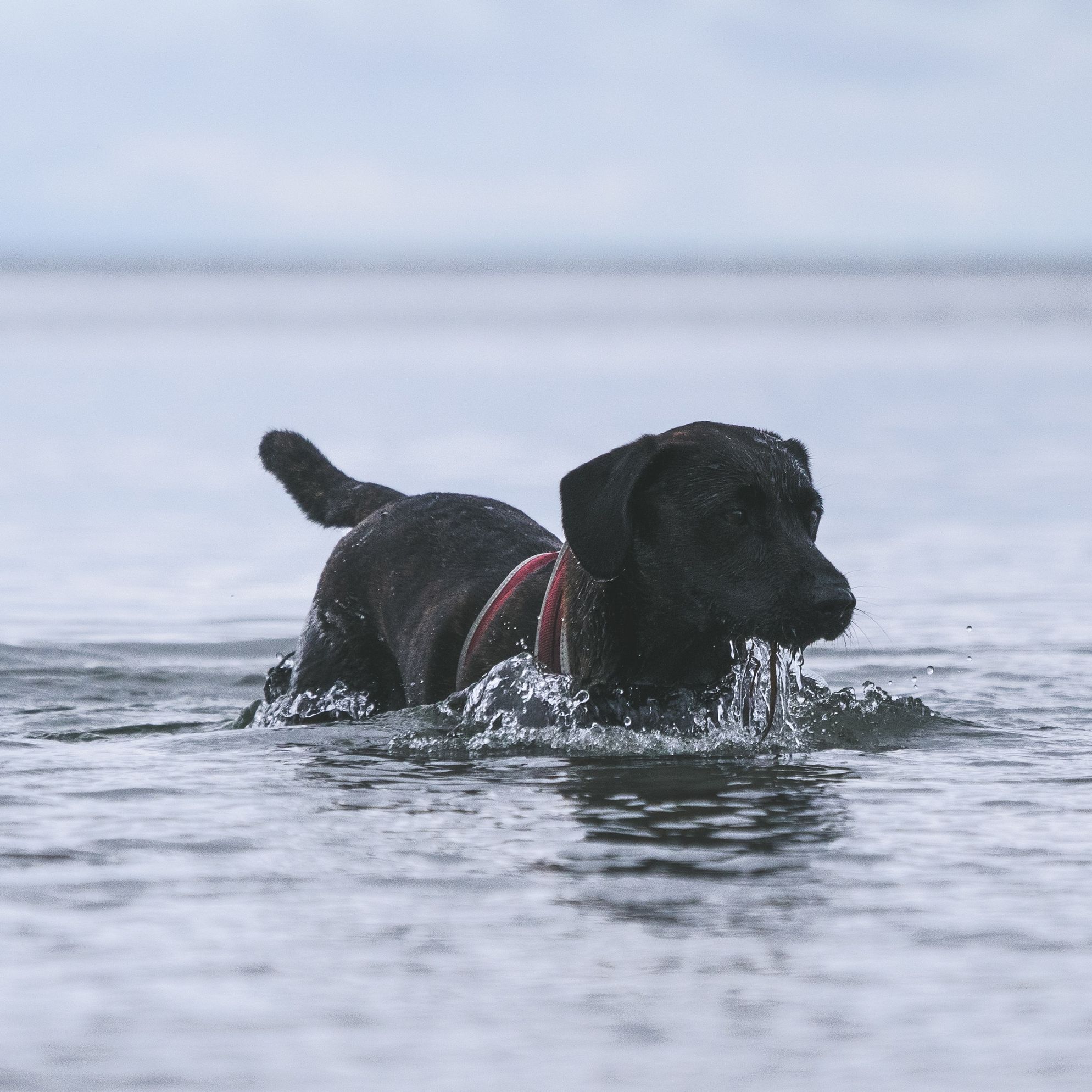 Our favourite dog friendly beaches in Dorset