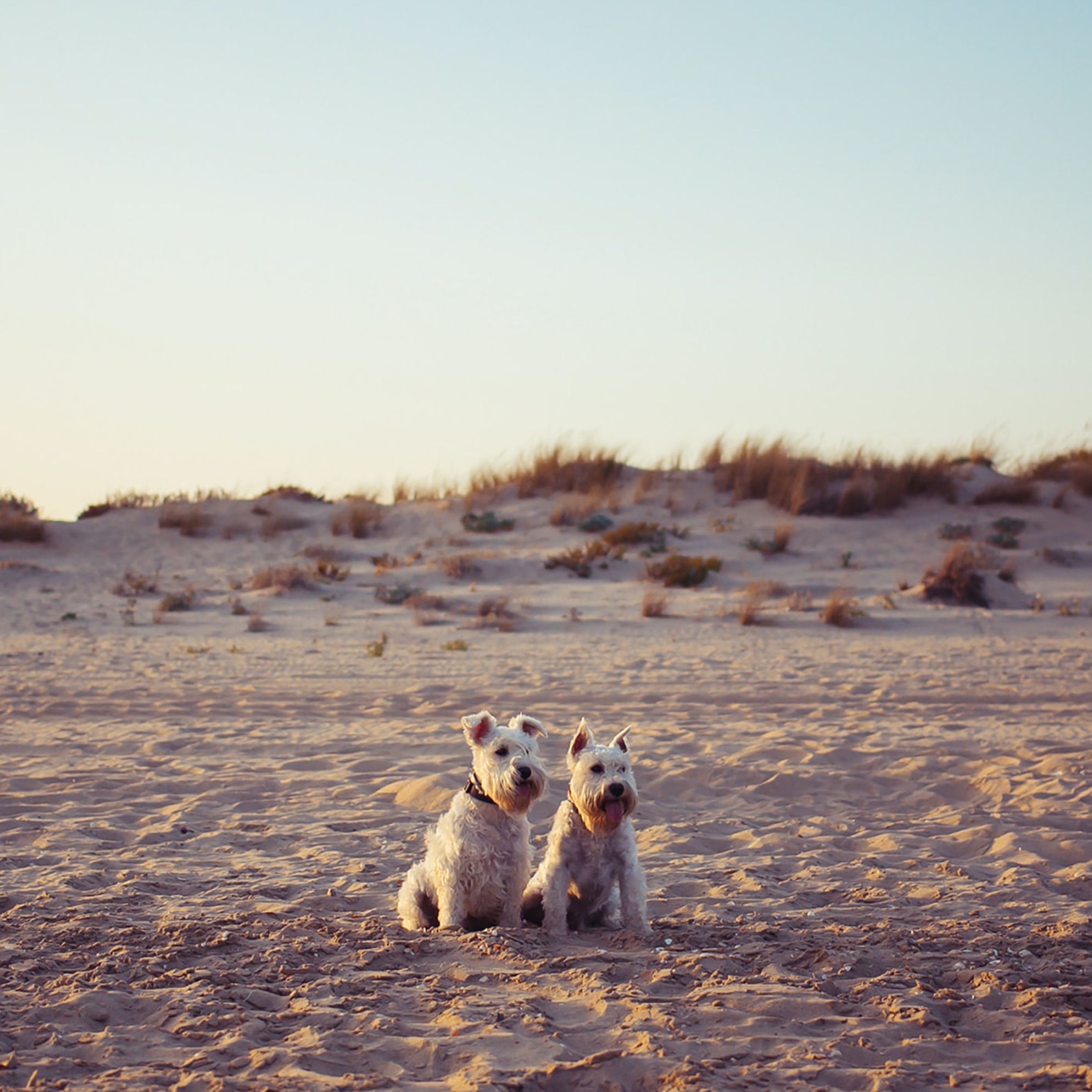 Five best dog friendly beaches in Wales