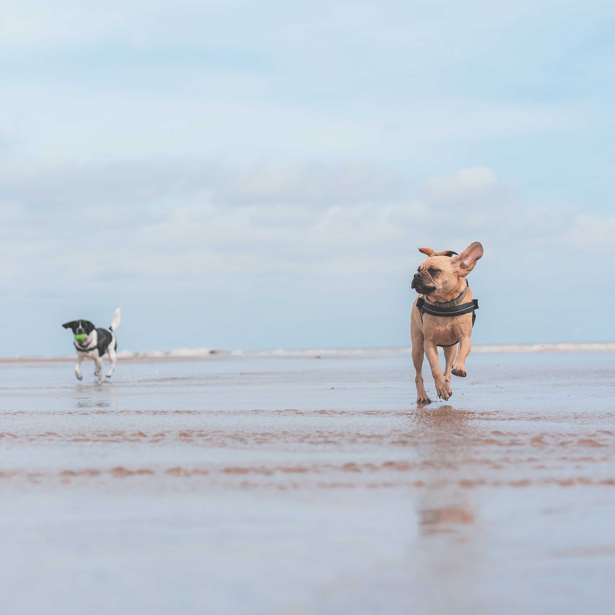 The best dog friendly beaches in Cornwall