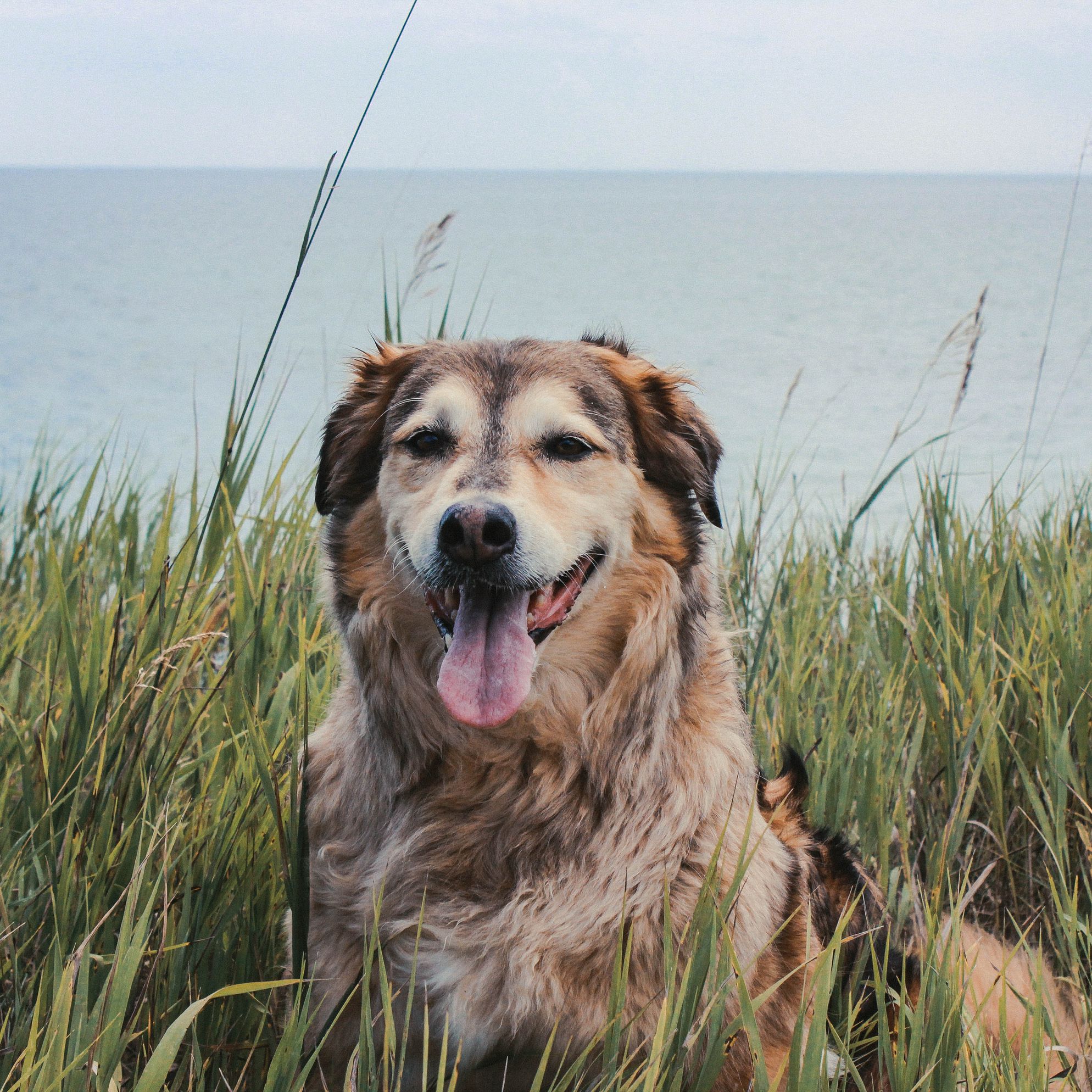 Five reasons to visit Norfolk with your dog