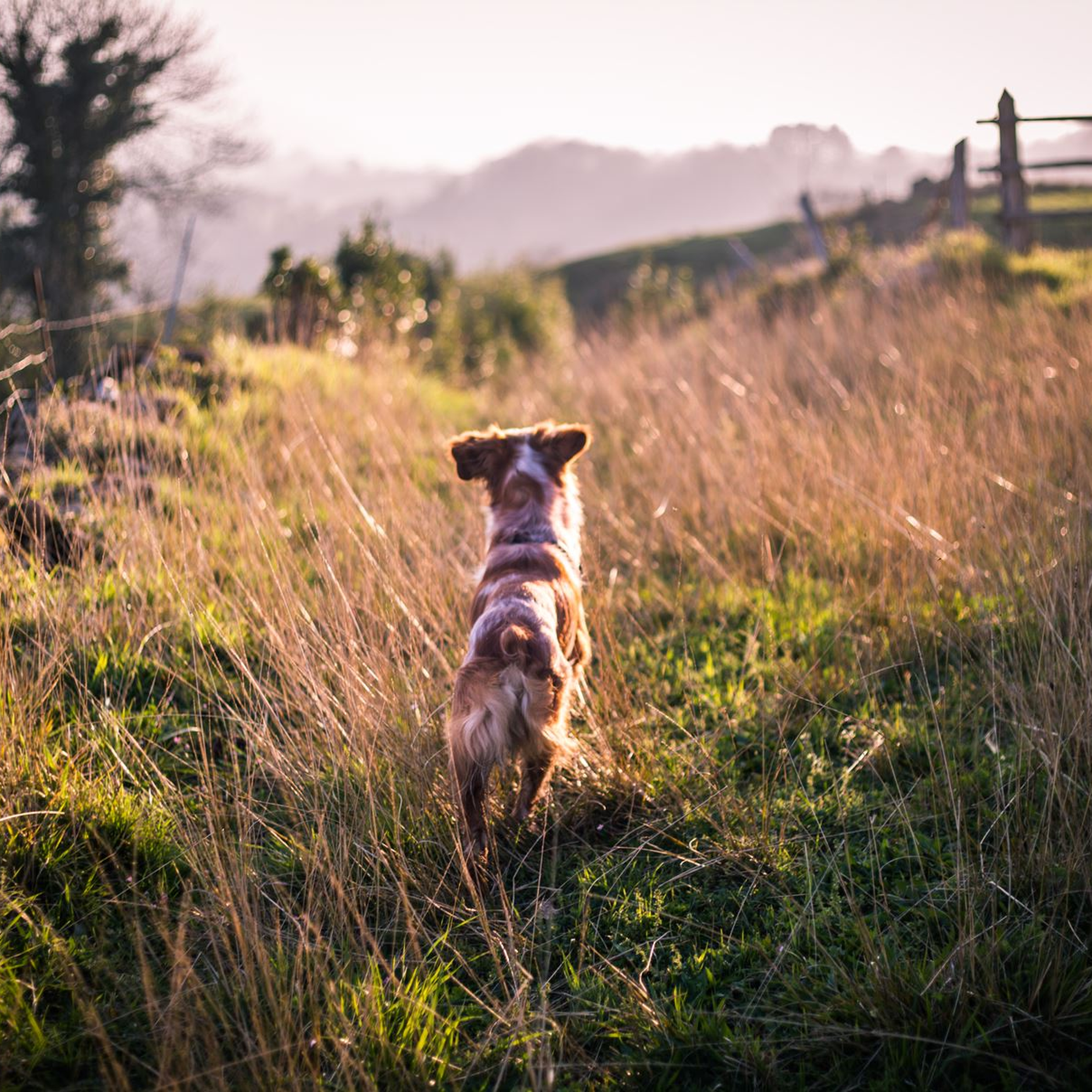 Dog-friendly off-peak getaways