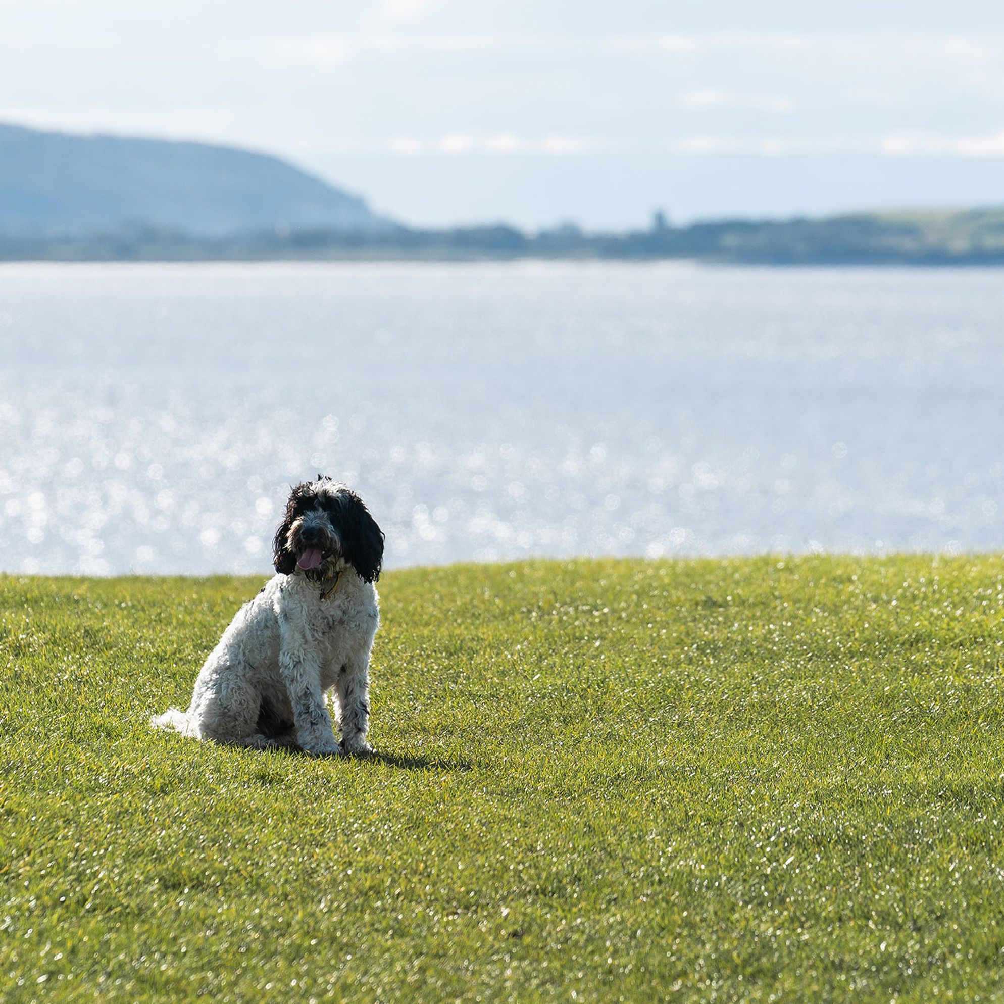 Can owners afford not to be dog friendly? >