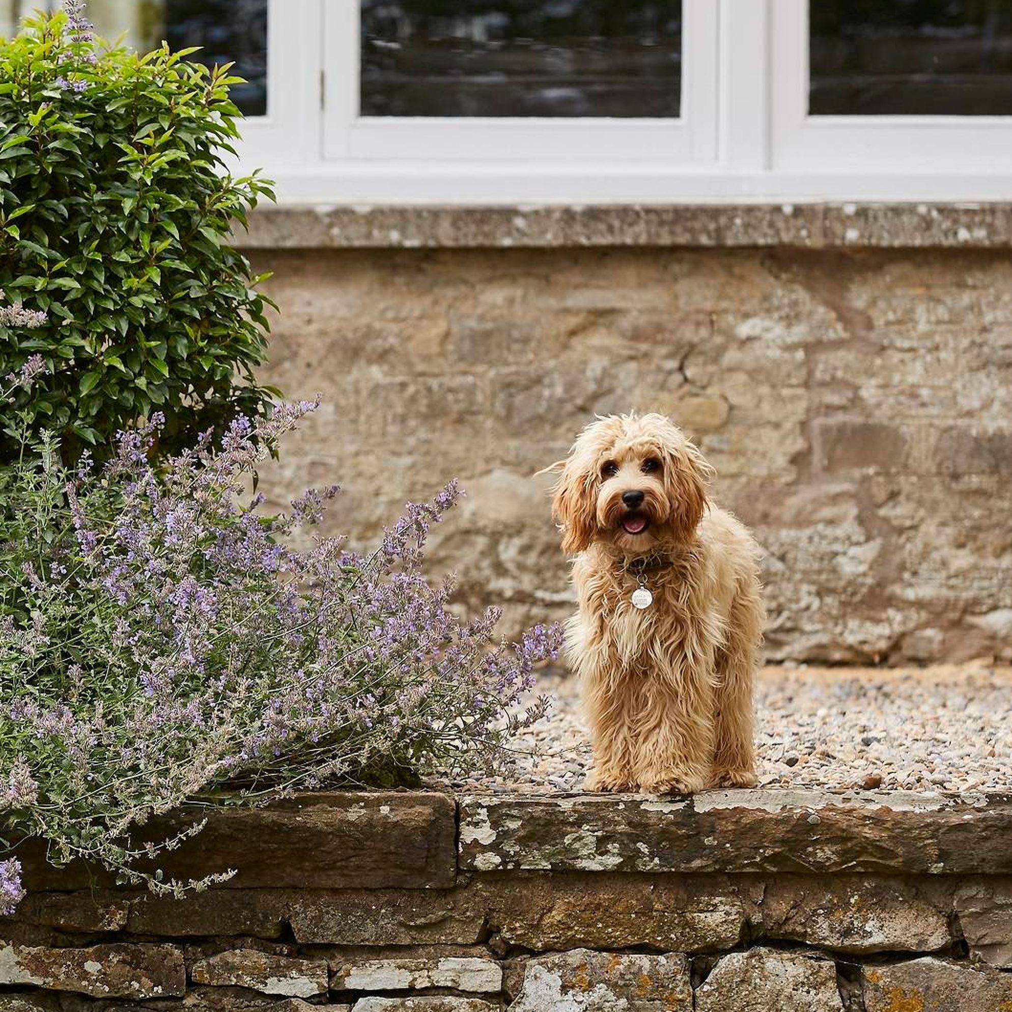 Large dog-friendly cottages