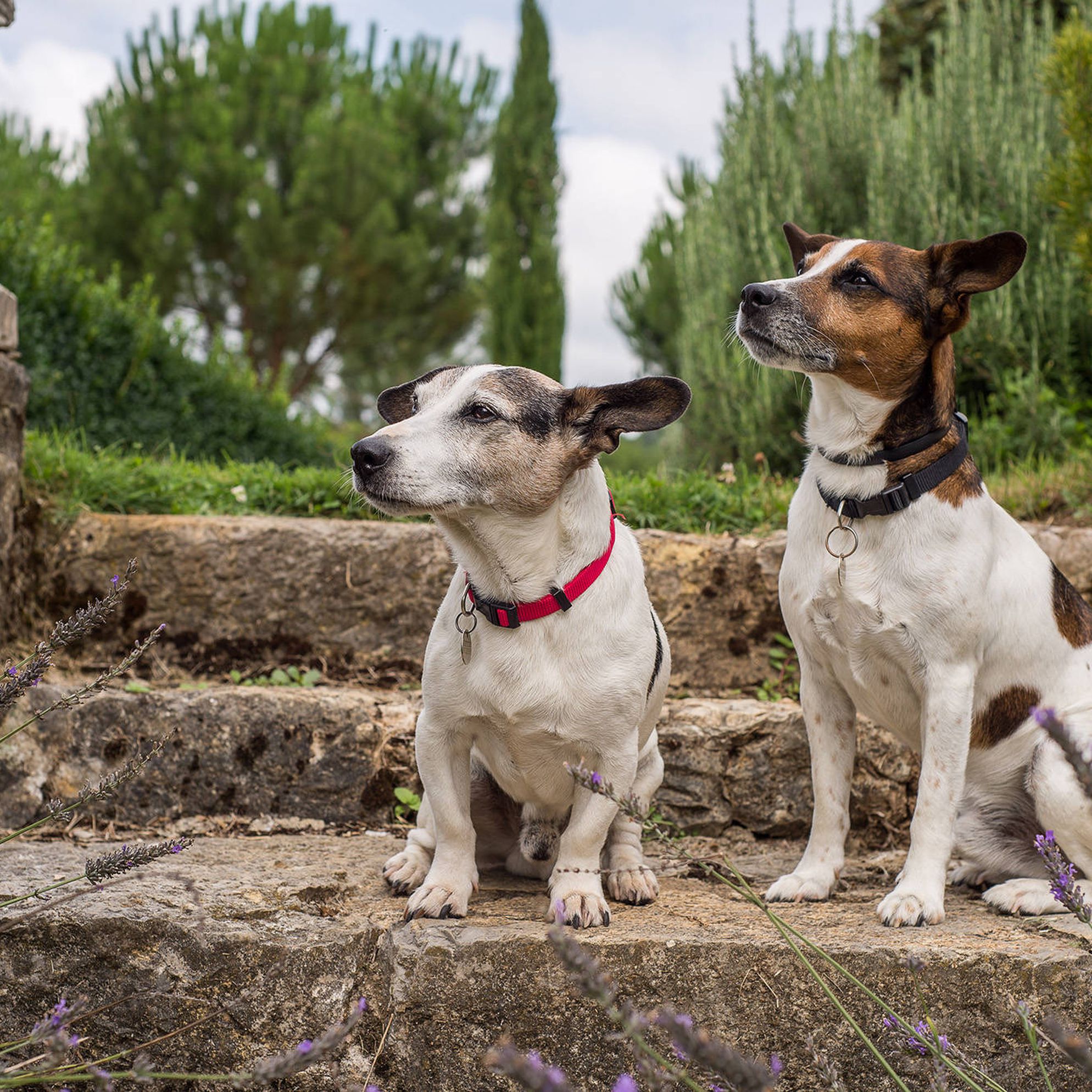 Dog-friendly holidays in France