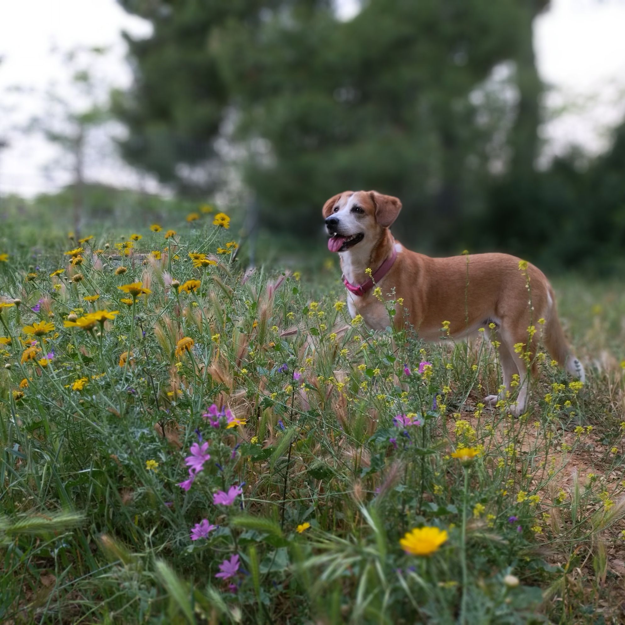 Our best dog friendly cottages in Wales