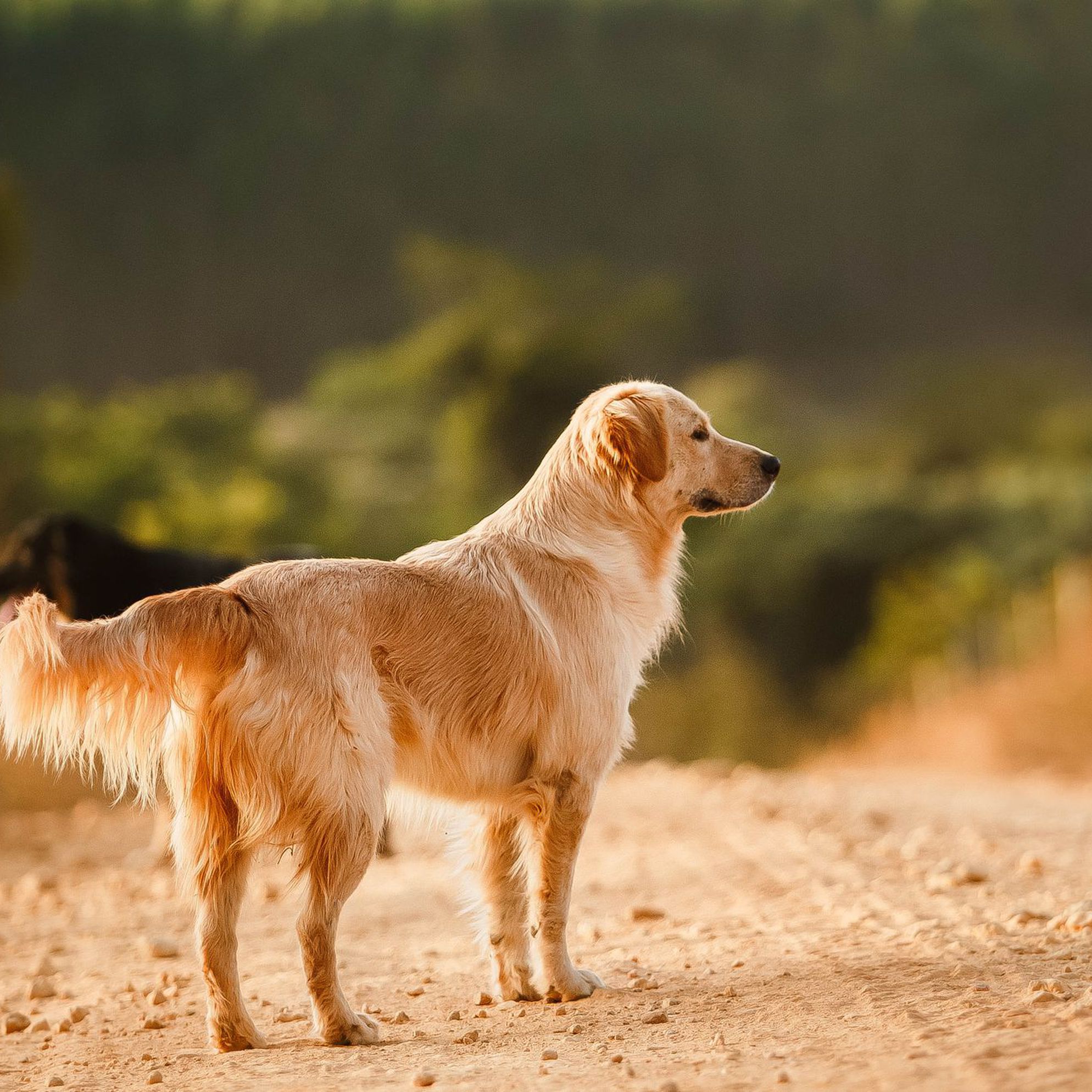 Six best dog-friendly cottages in Northumberland