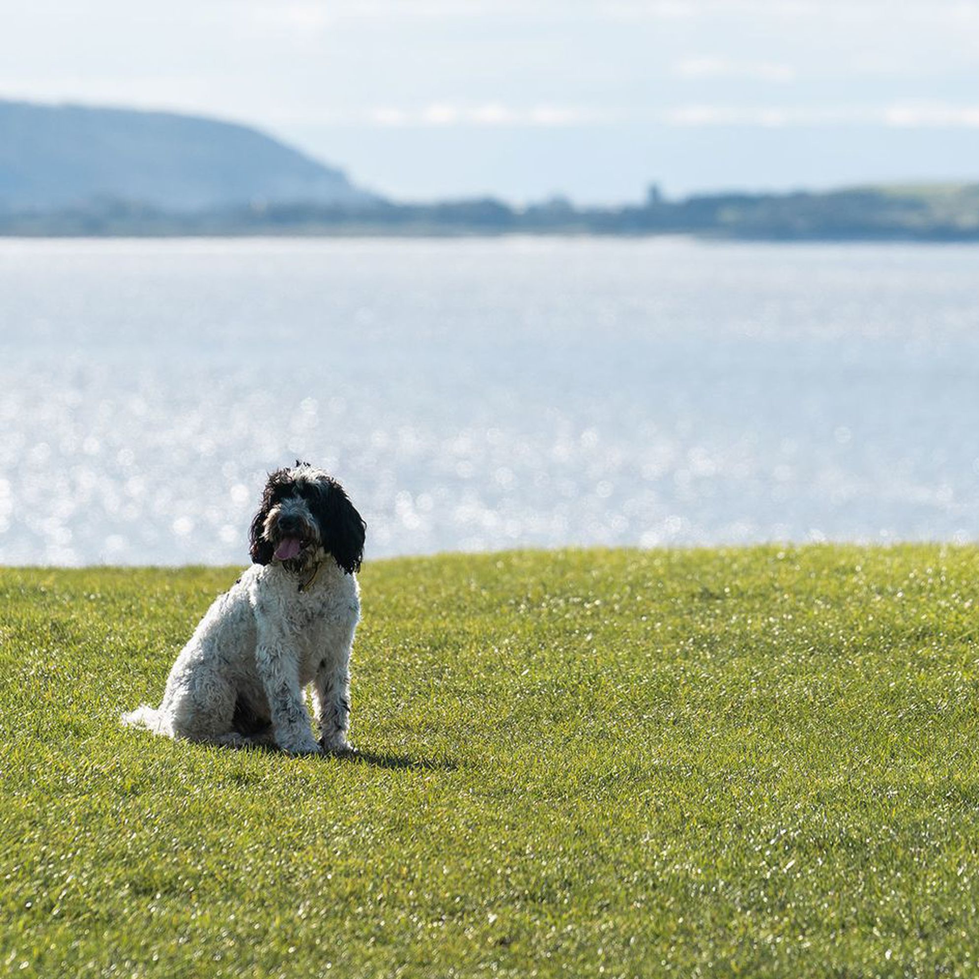 Best dog-friendly hikes for celebrating spring