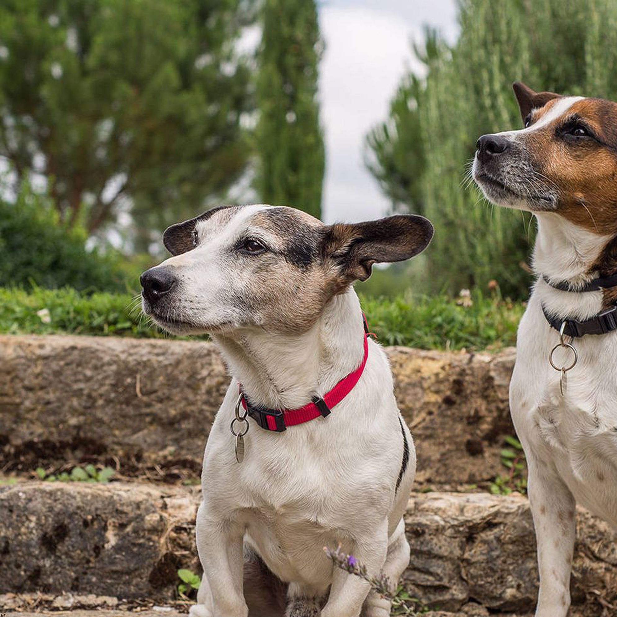 Dog-friendly holidays in France