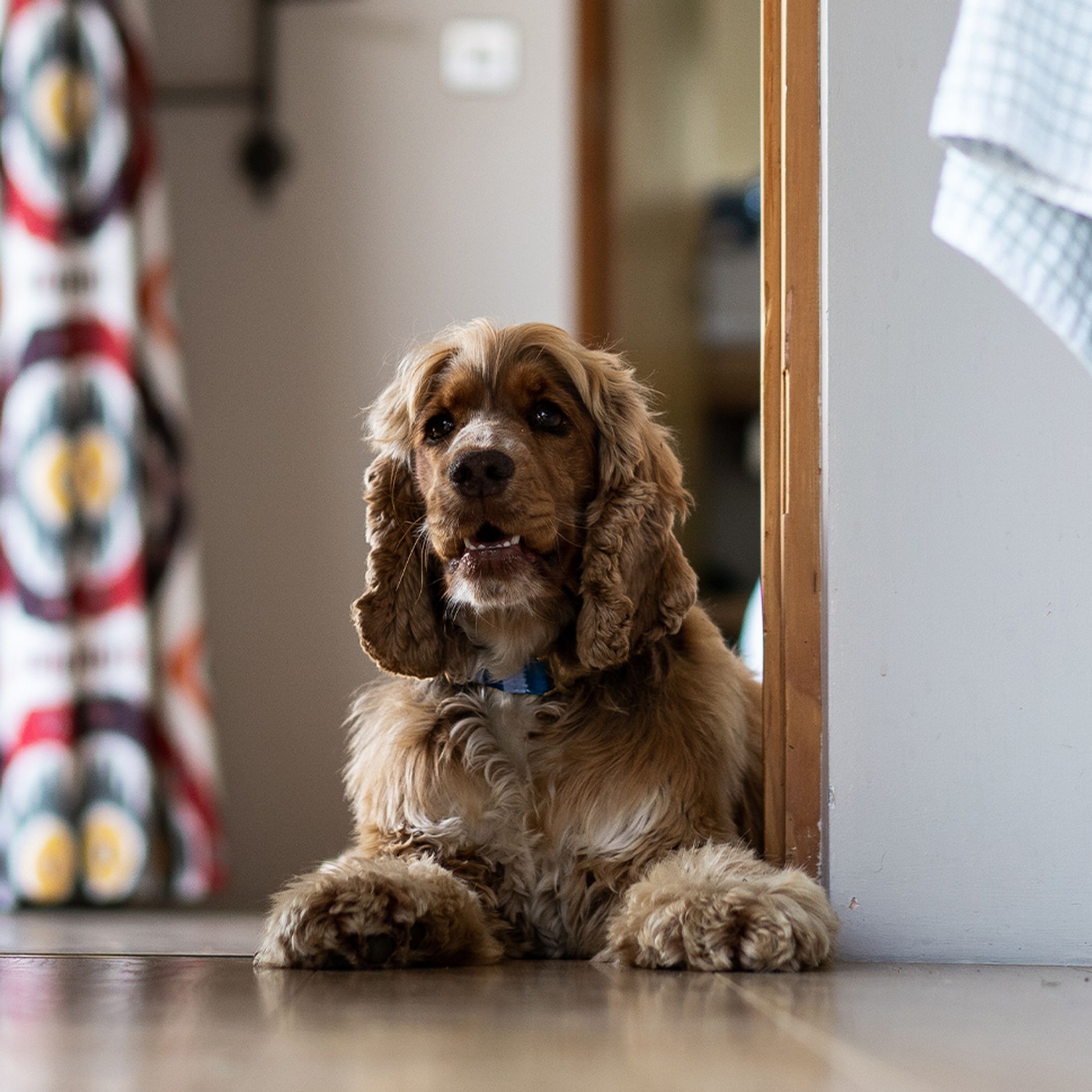 Dog-friendly places to stay in Oxfordshire