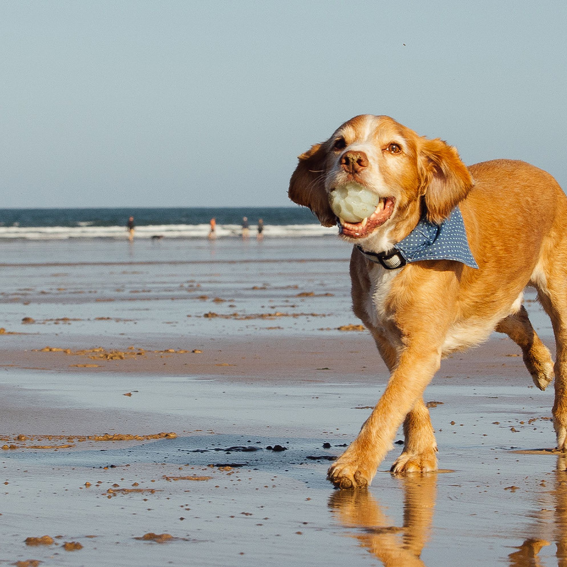 Dog-friendly guide to Devon