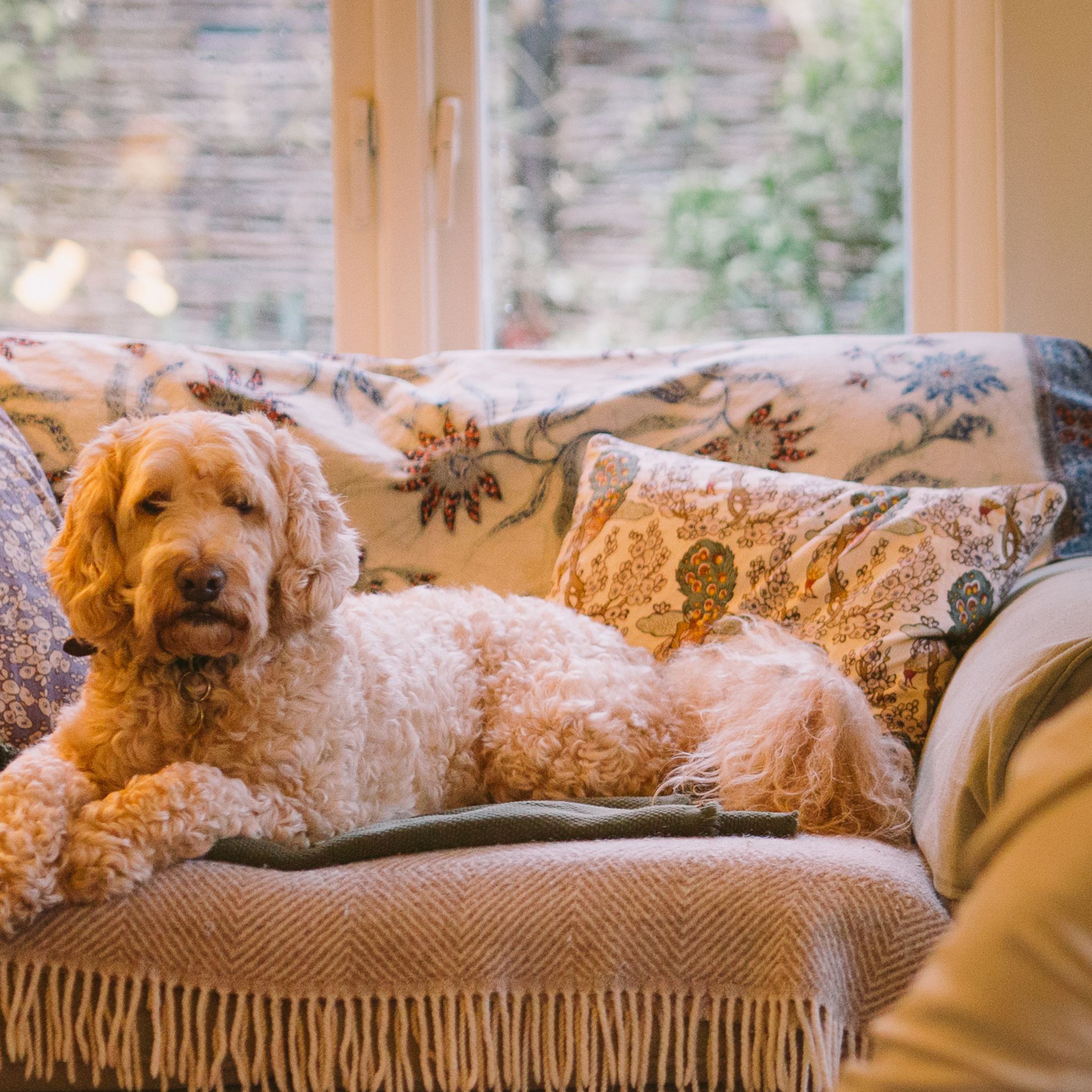 Dog-friendly places to stay in Norfolk