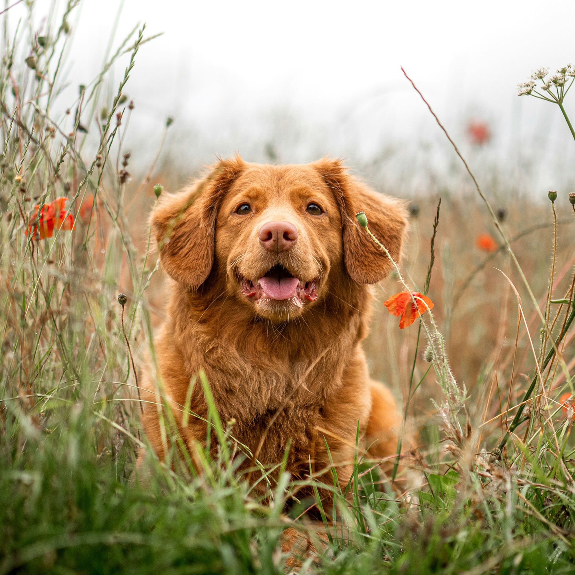 Dog-friendly places to stay in Yorkshire