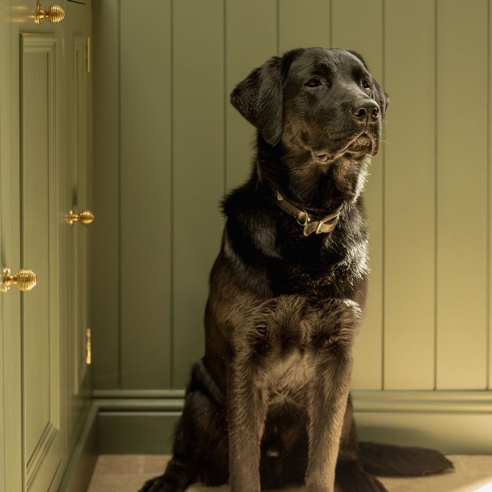 Dog-friendly holiday cottages