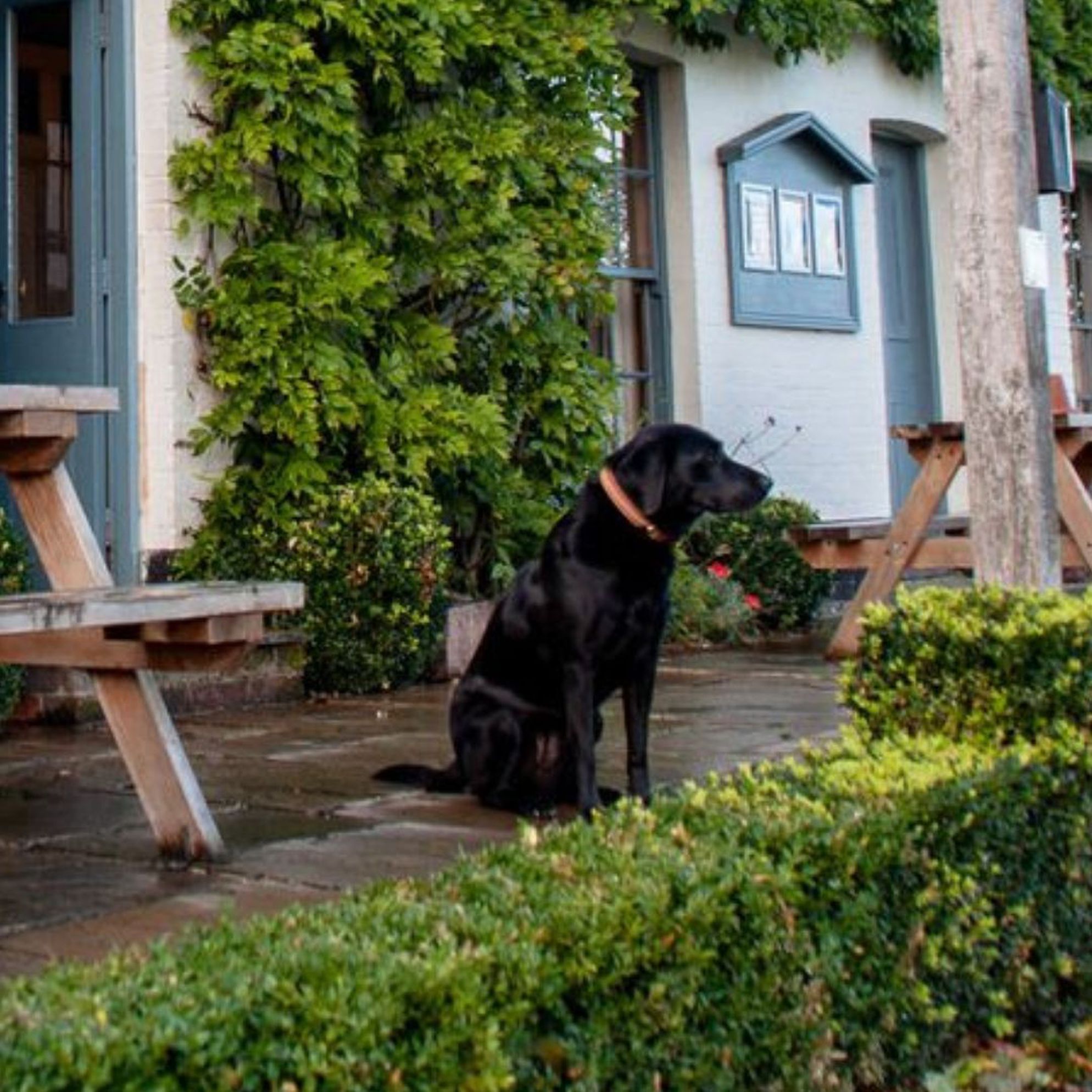 Dog-friendly pubs with rooms in Norfolk