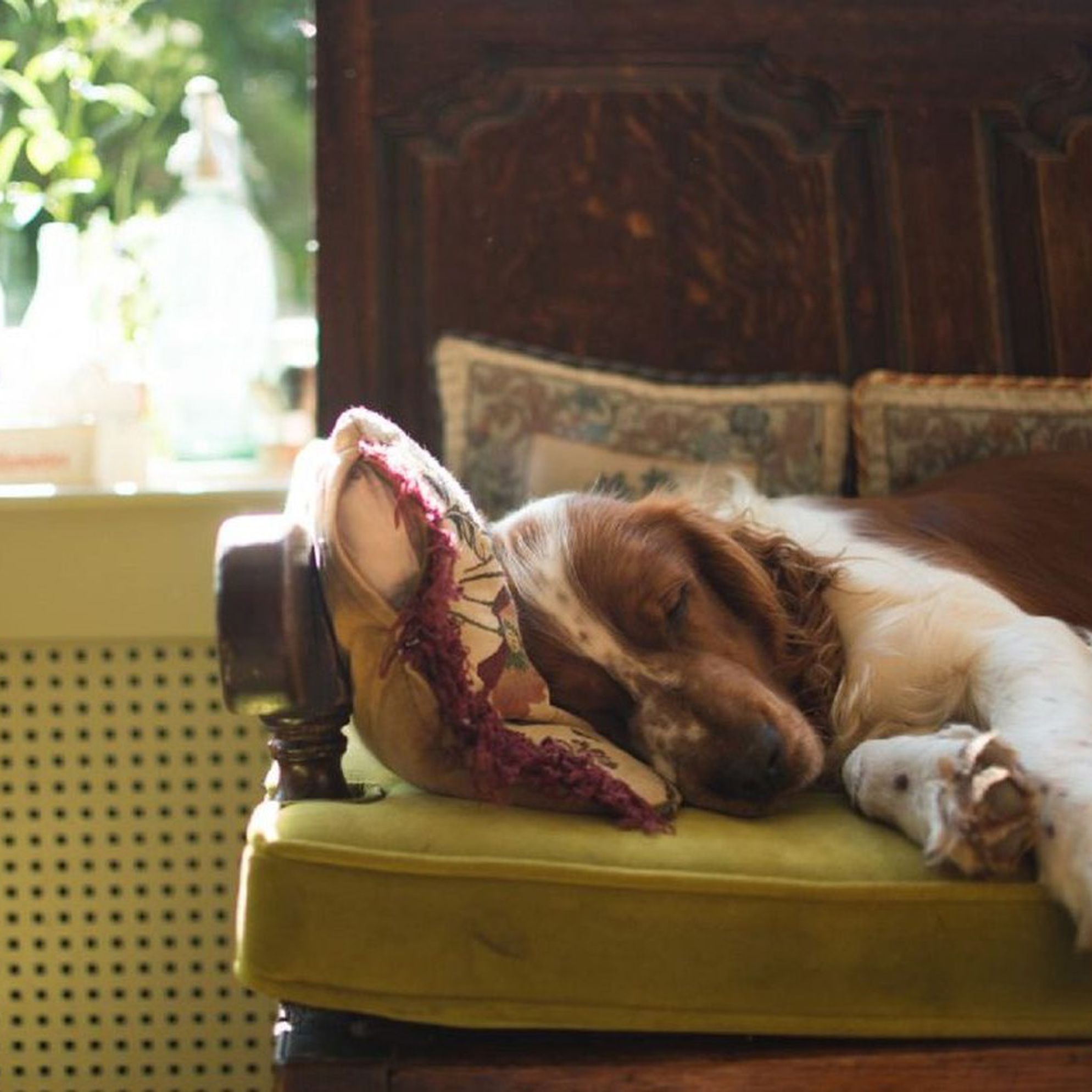 Dog-friendly pubs with rooms in Sussex