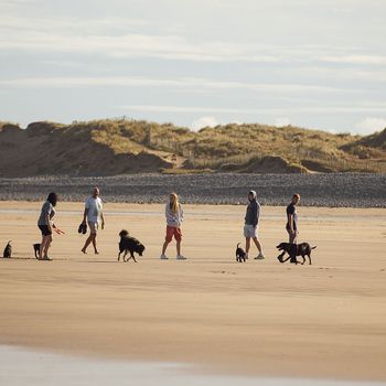 Dog-friendly breaks collection