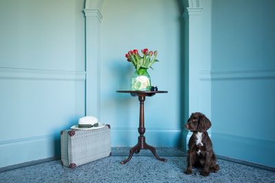Dog-friendly breaks in Devon