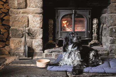 Dog-friendly holidays in the Cotswolds