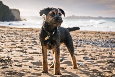 Dog-friendly cottages in Cornwall