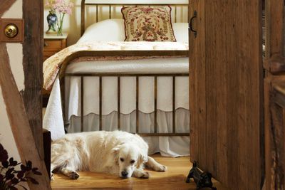 Dog-friendly B&Bs