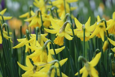Best UK walks to welcome spring
