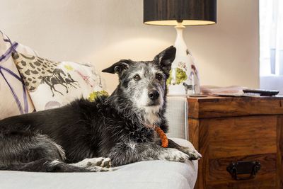 Dog-friendly cottages in Cornwall